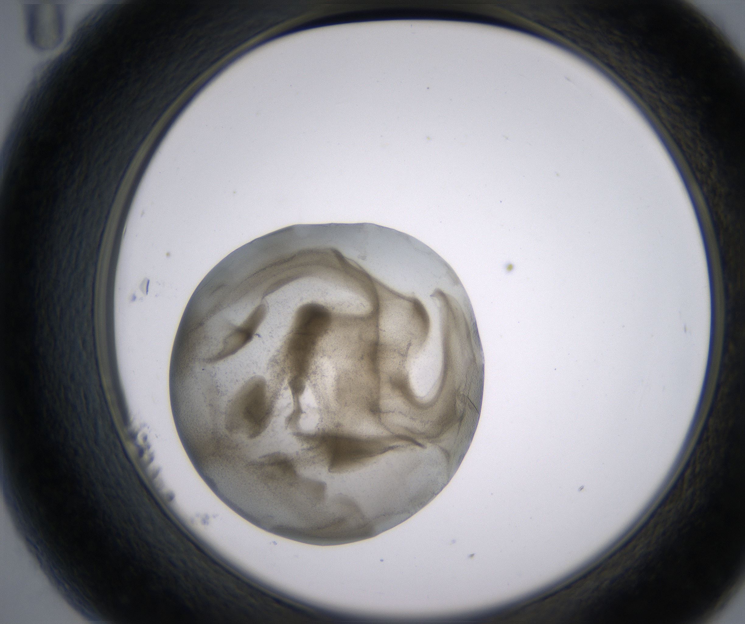 B11_HighResolution_Precipitate_2.jpg