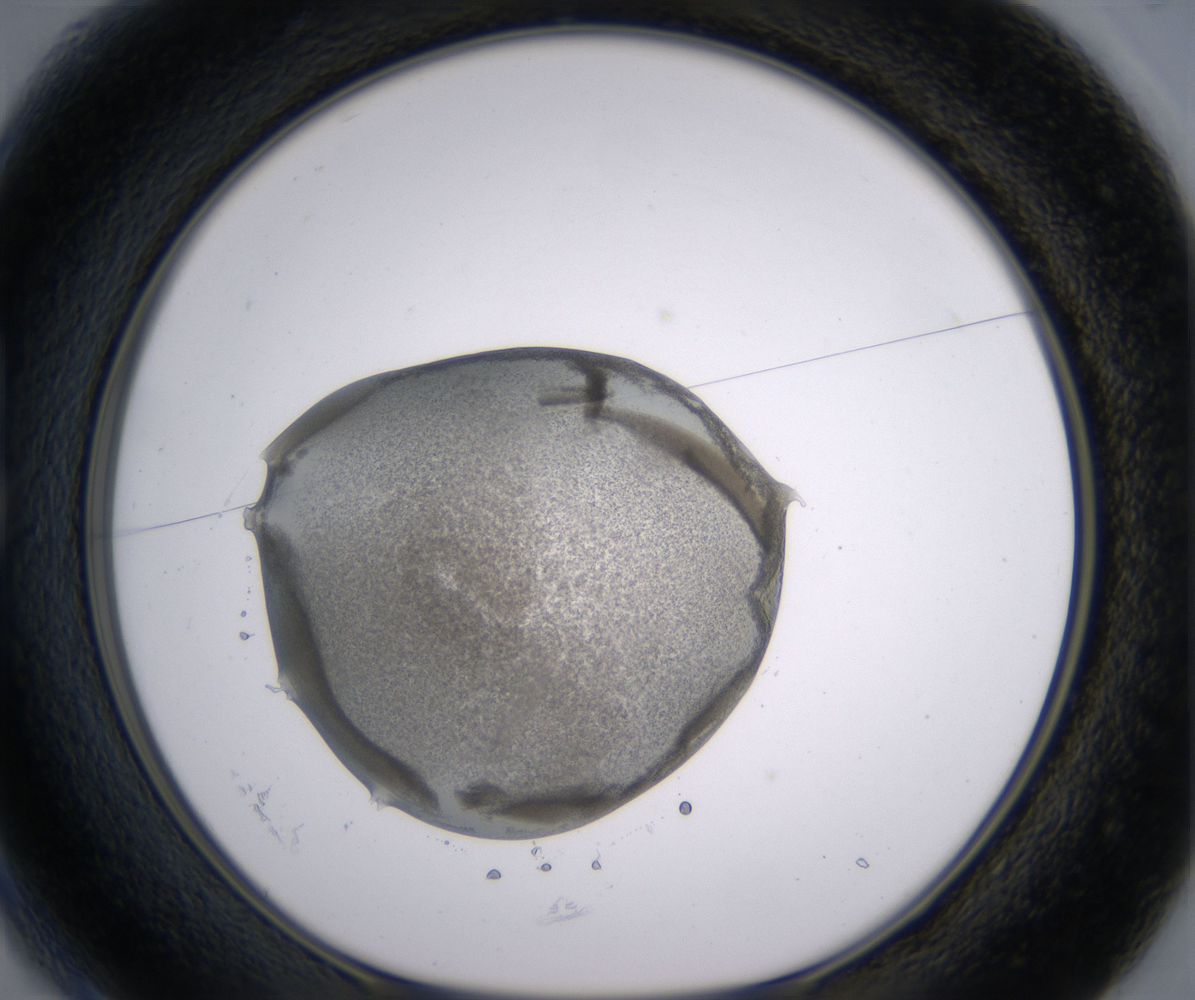 B1_HighResolution_Precipitate_1.jpg
