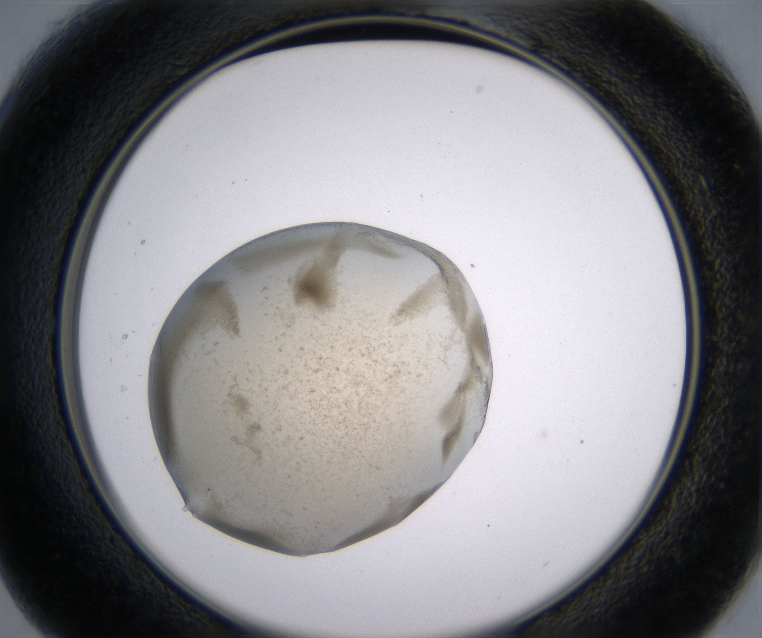 B1_HighResolution_Precipitate_2.jpg