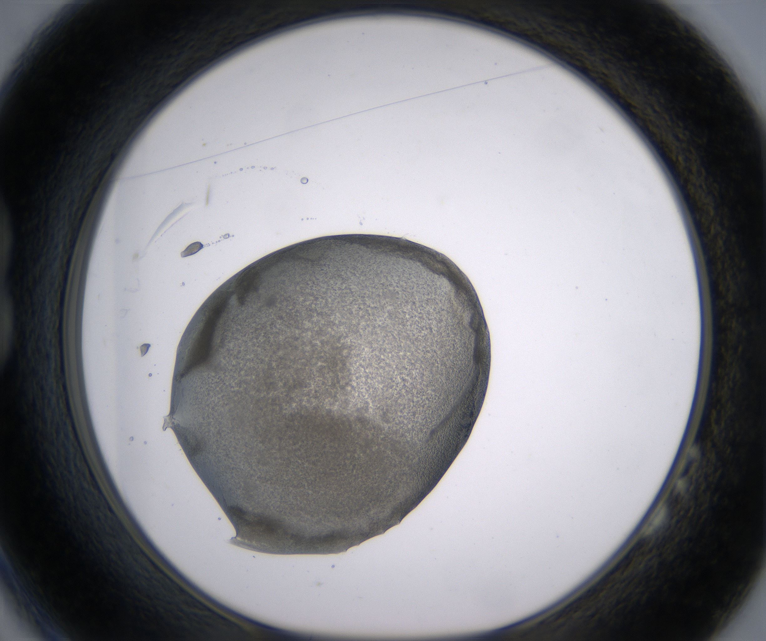 B2_HighResolution_Precipitate_1.jpg