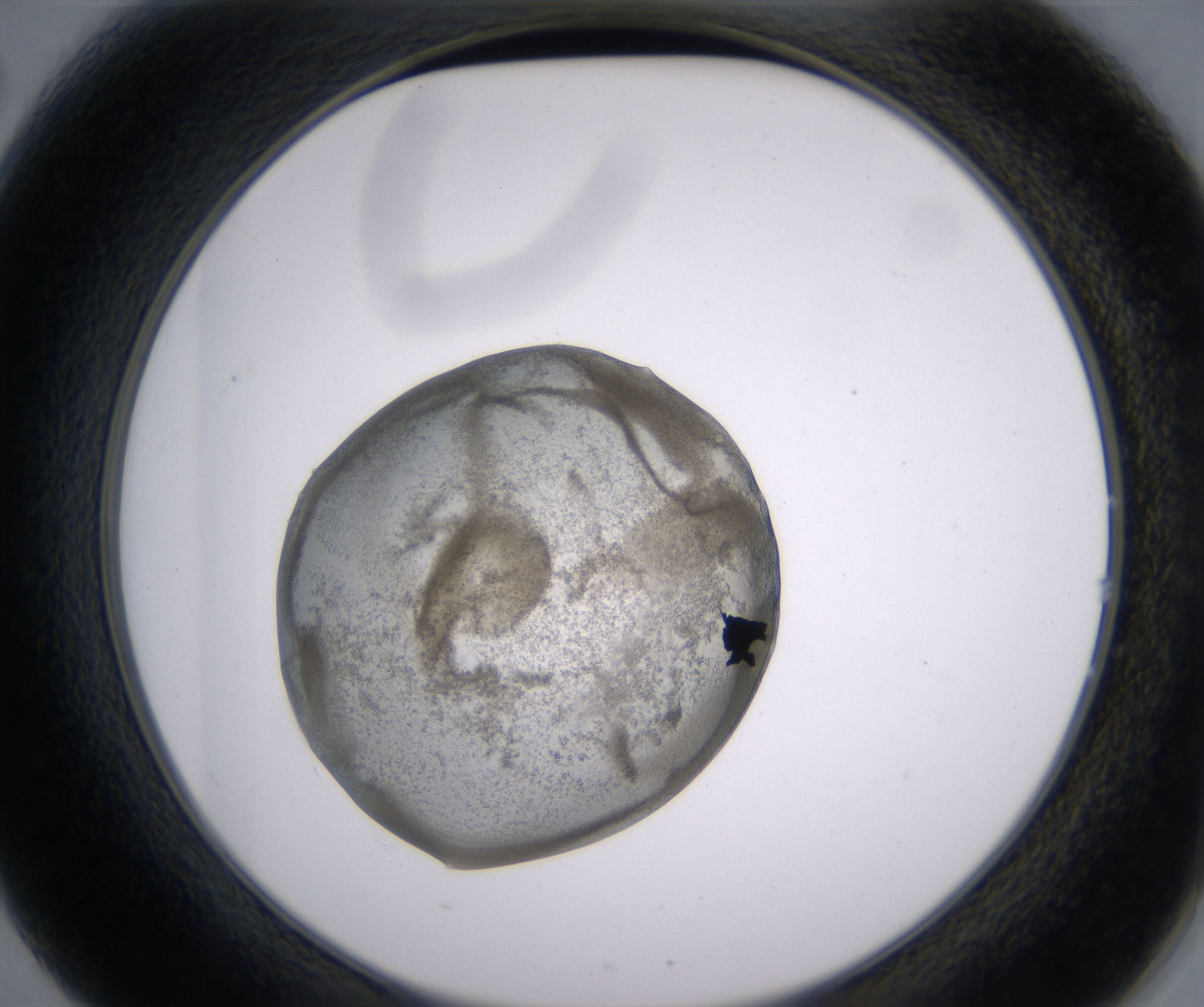 B2_HighResolution_Precipitate_2.jpg