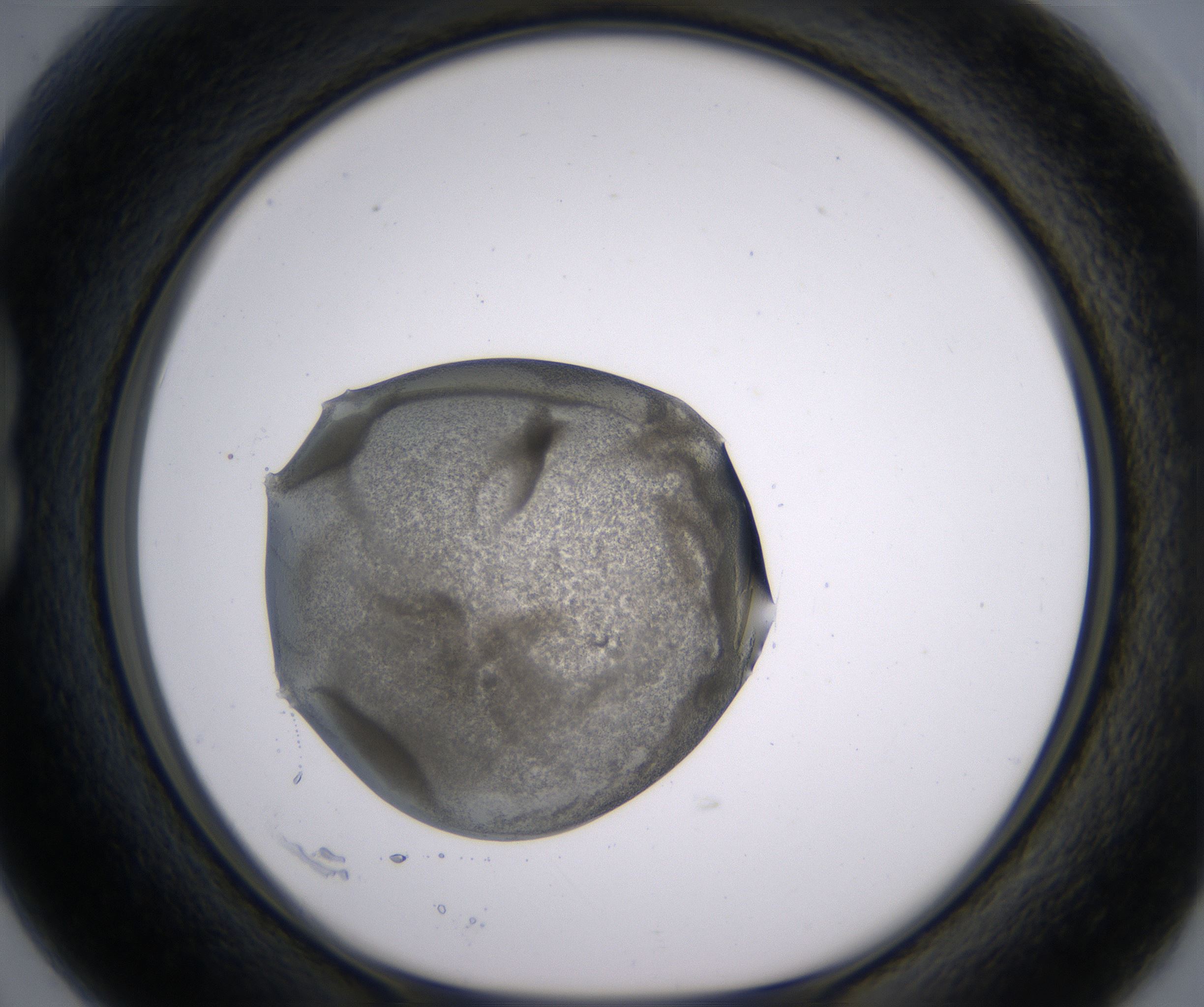 B3_HighResolution_Precipitate_1.jpg