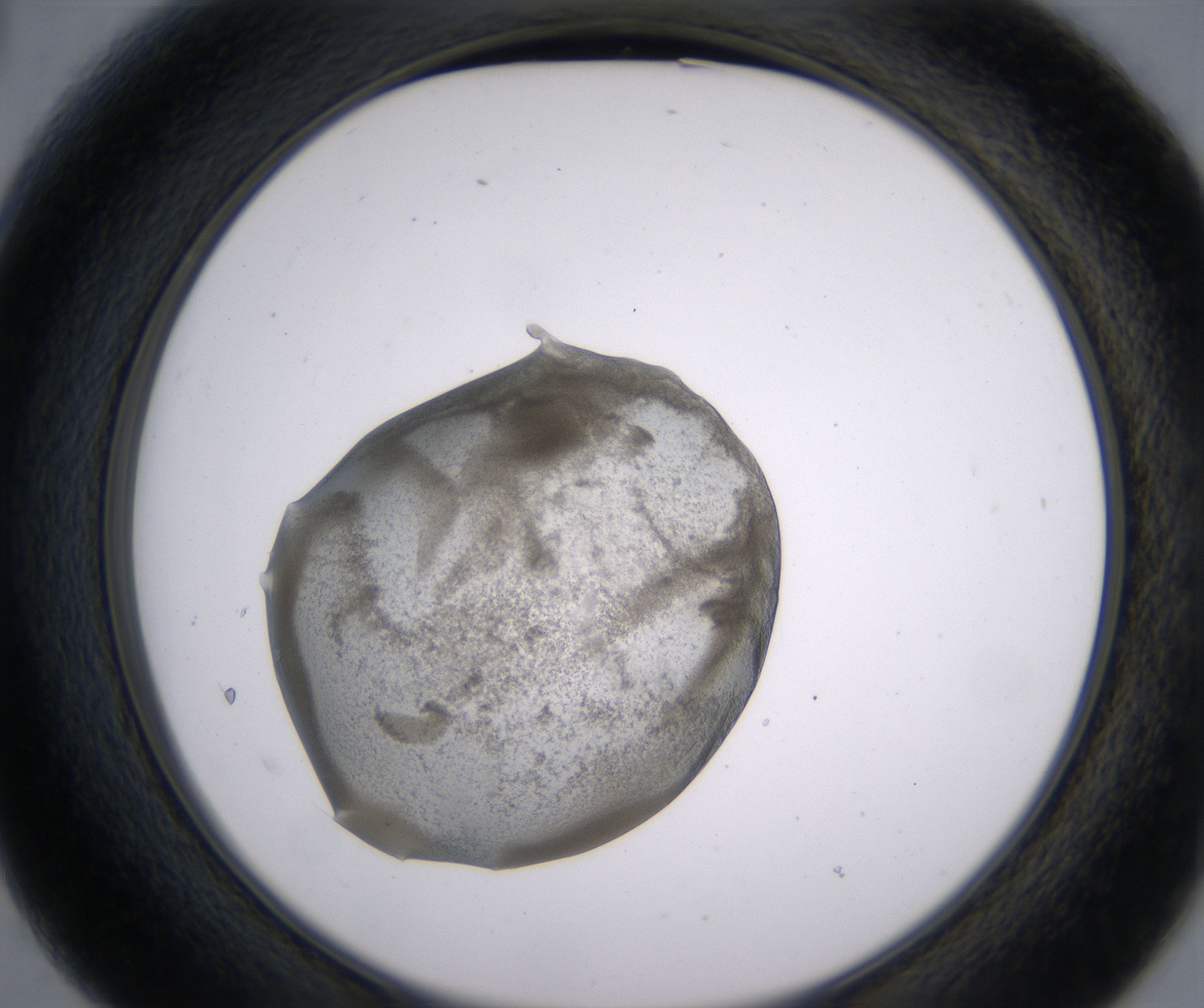 B3_HighResolution_Precipitate_2.jpg