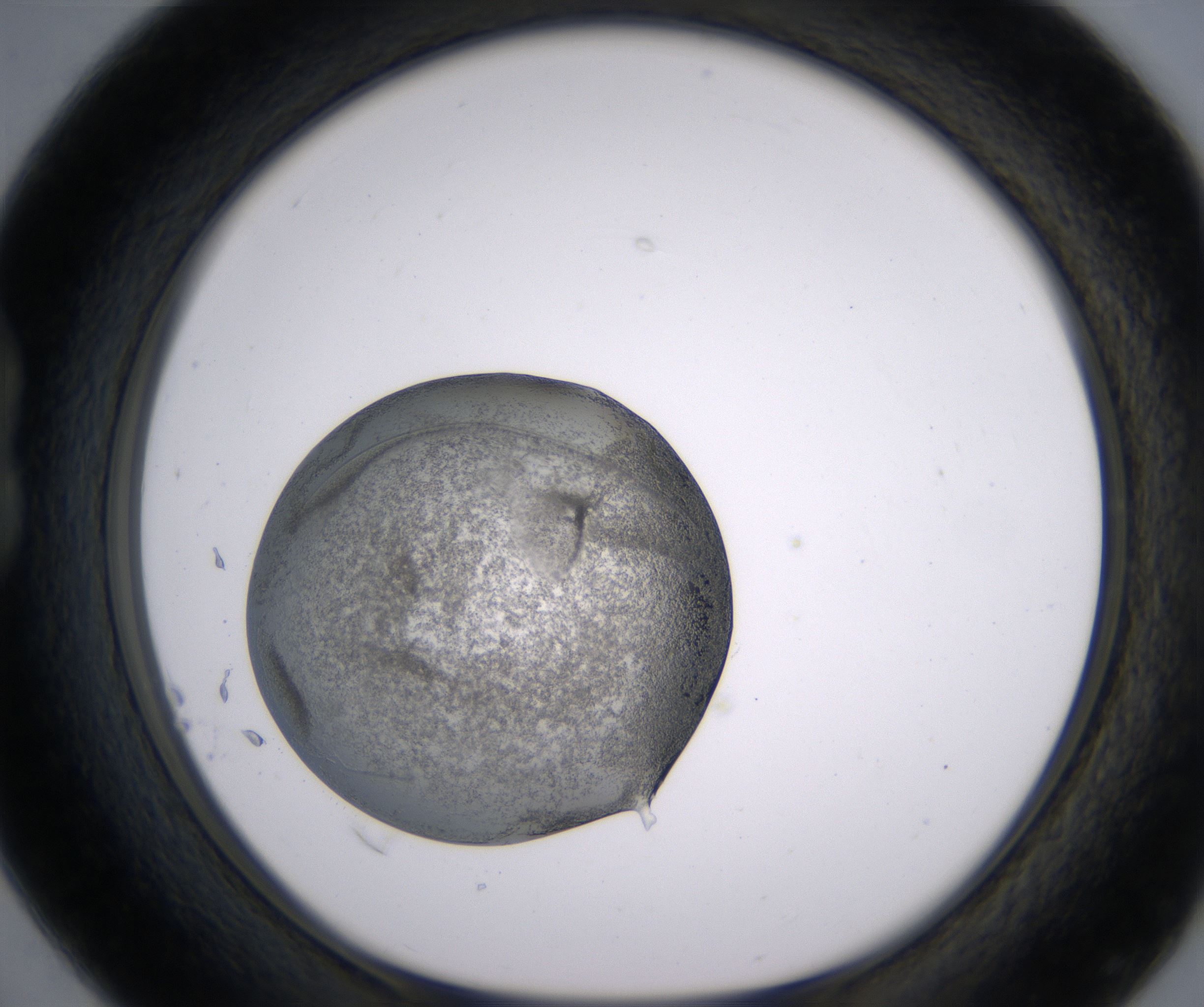 B4_HighResolution_Precipitate_1.jpg