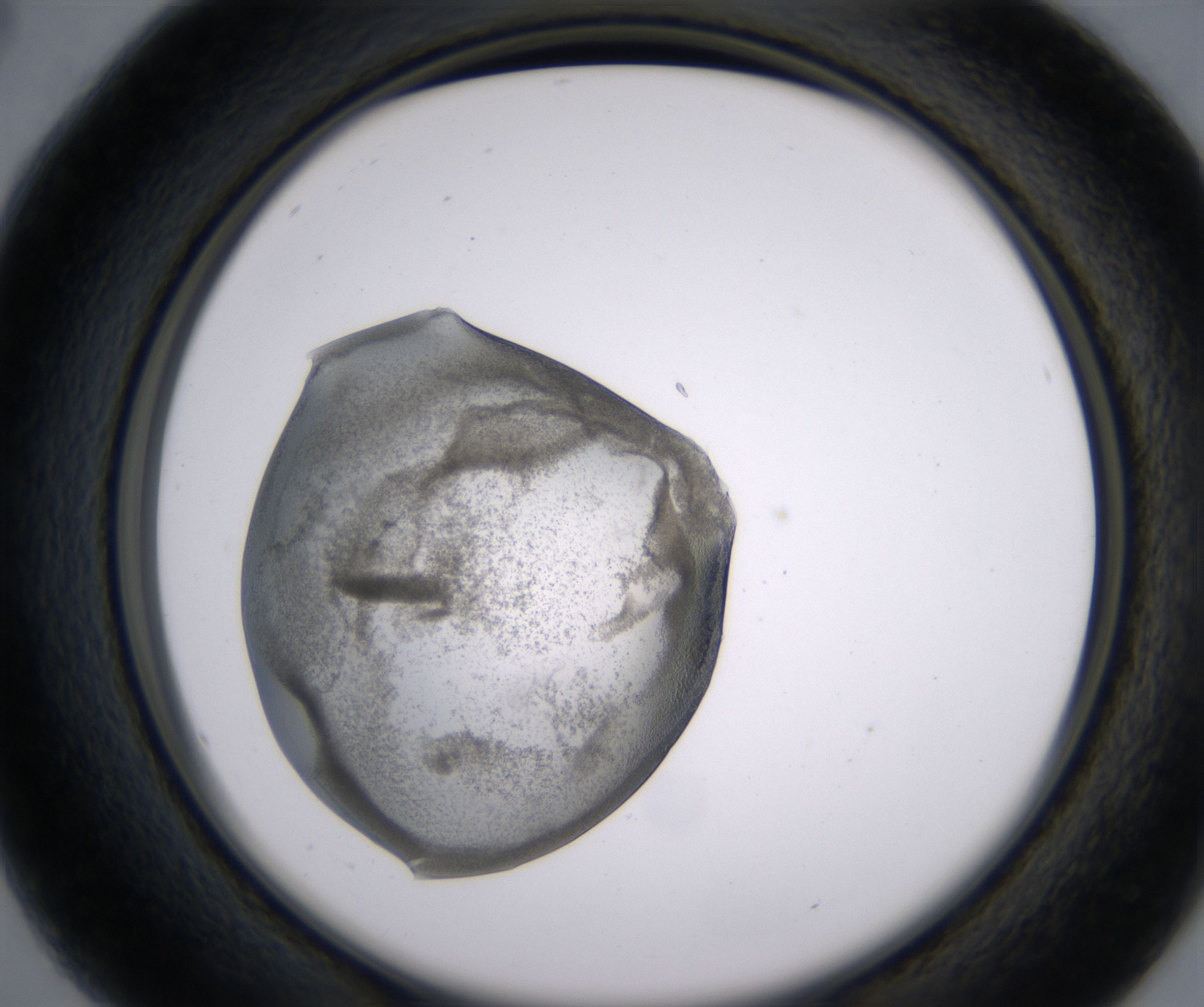 B4_HighResolution_Precipitate_2.jpg
