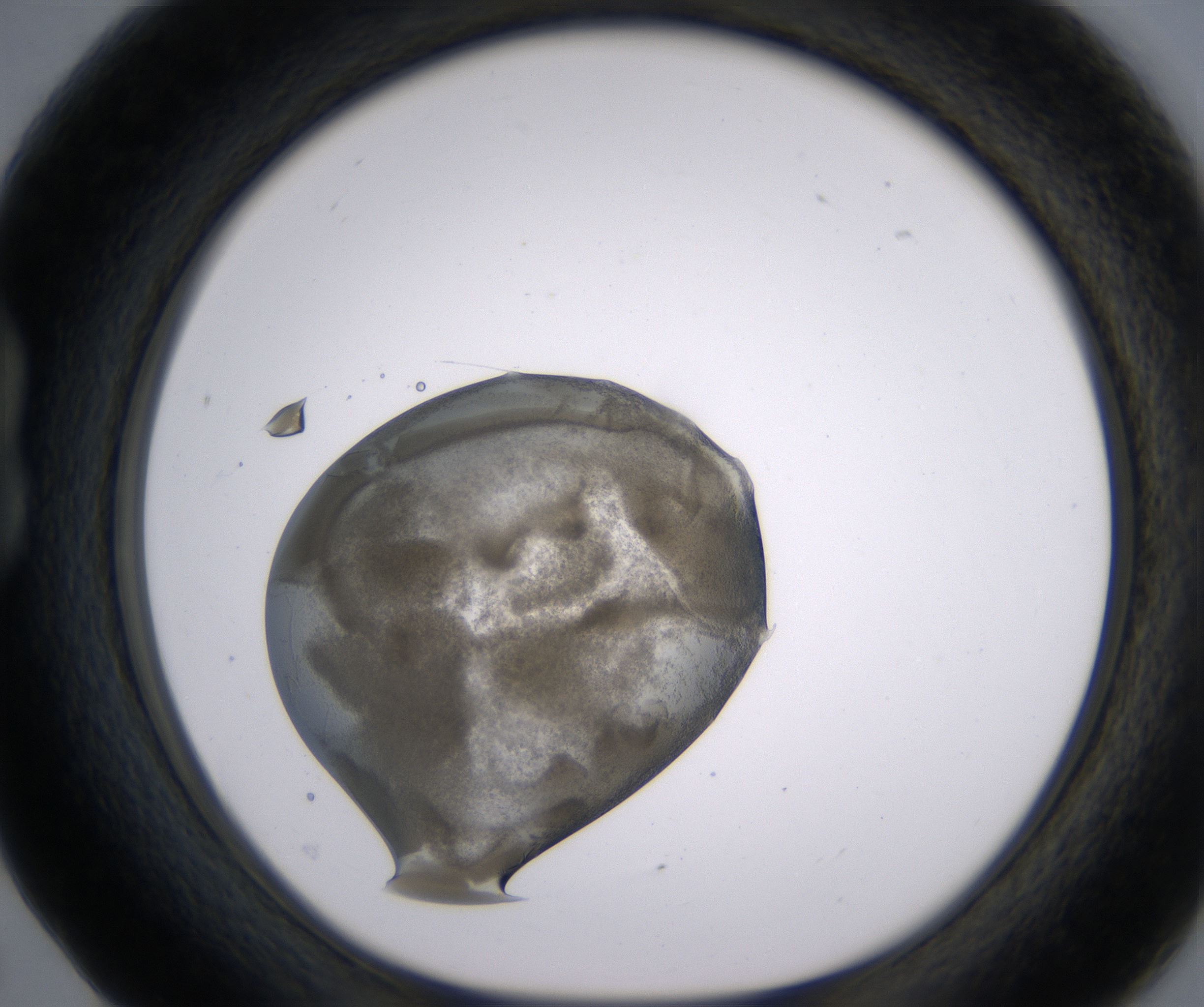 B5_HighResolution_Precipitate_1.jpg