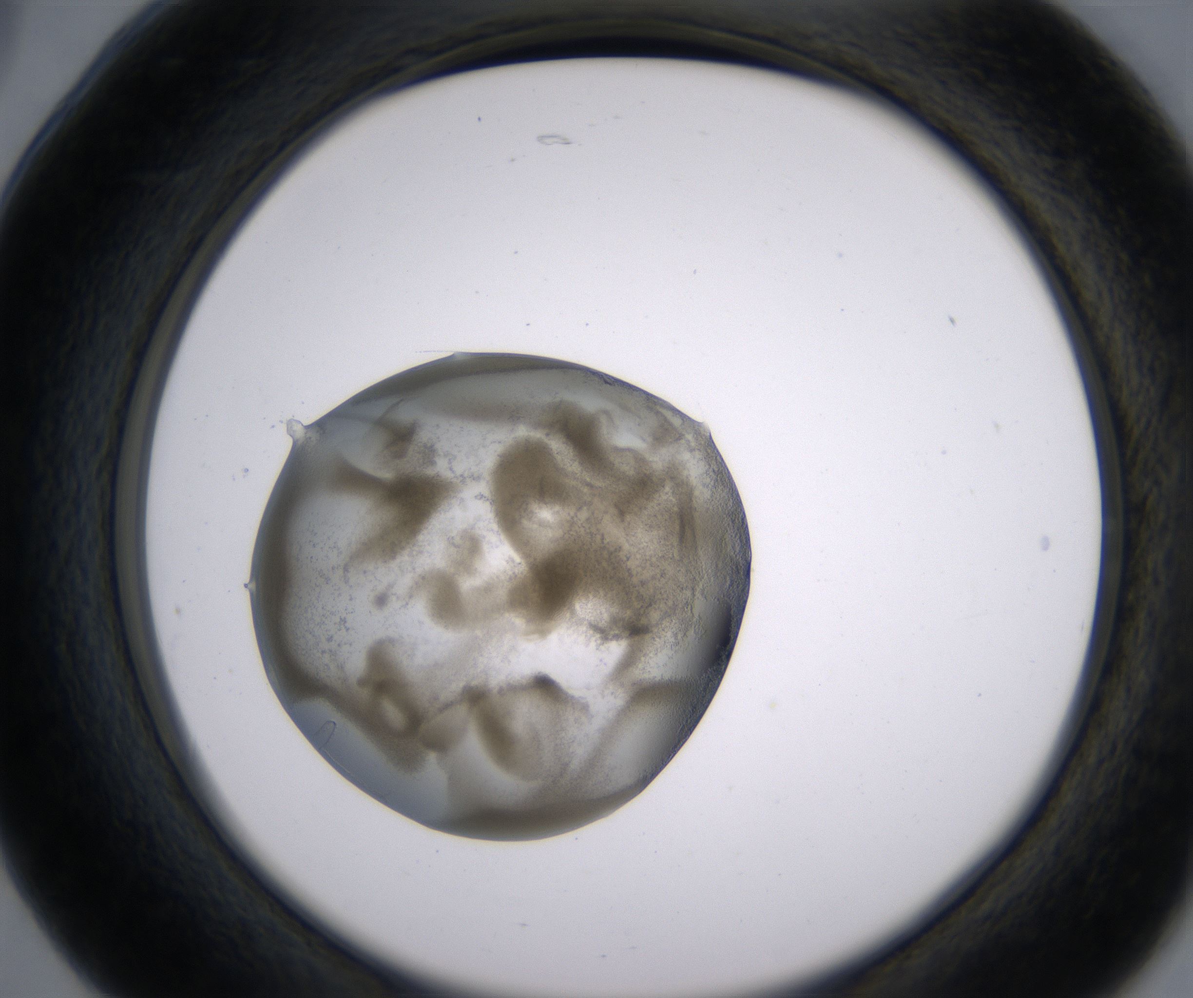 B5_HighResolution_Precipitate_2.jpg