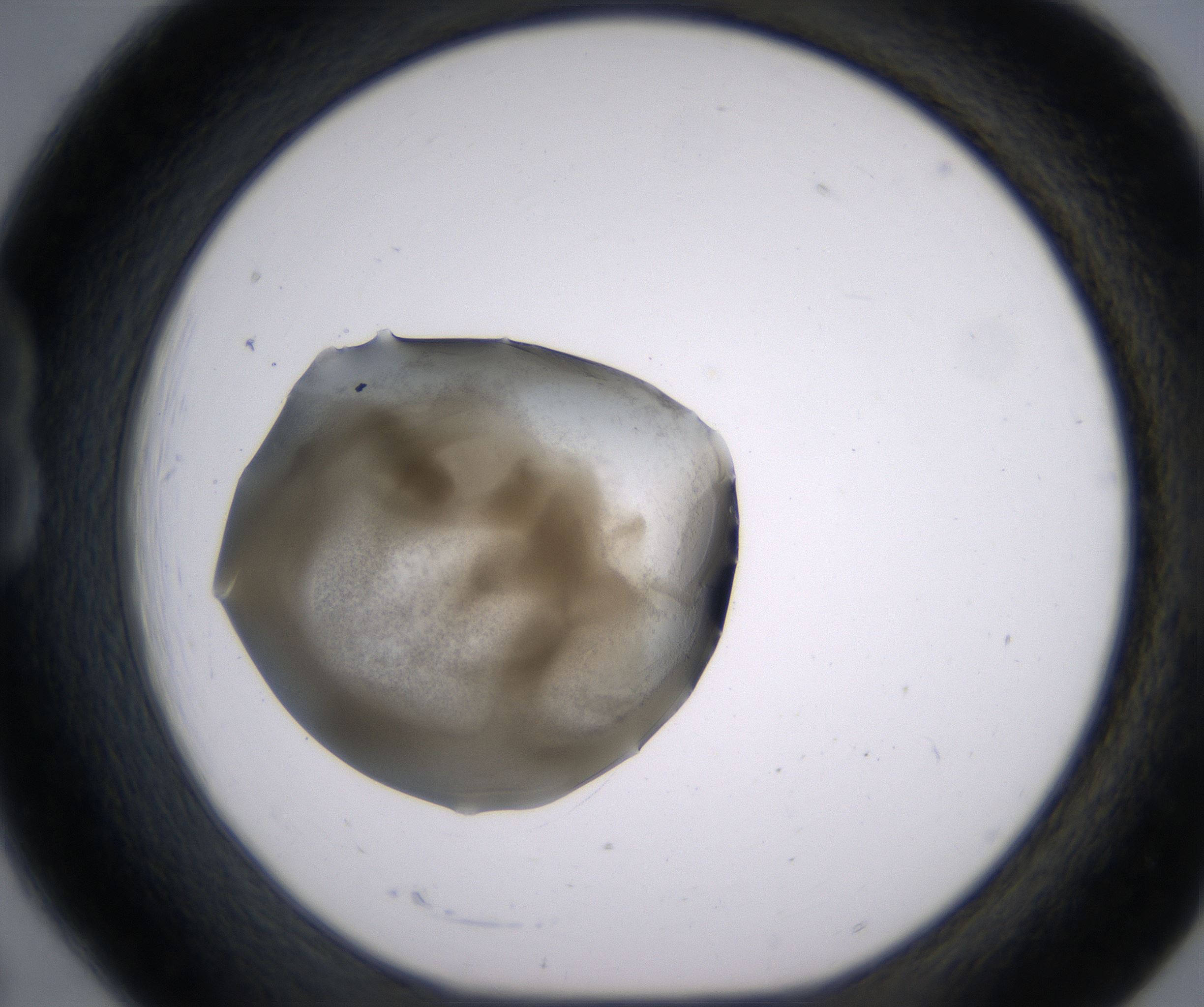 B6_HighResolution_Precipitate_1.jpg