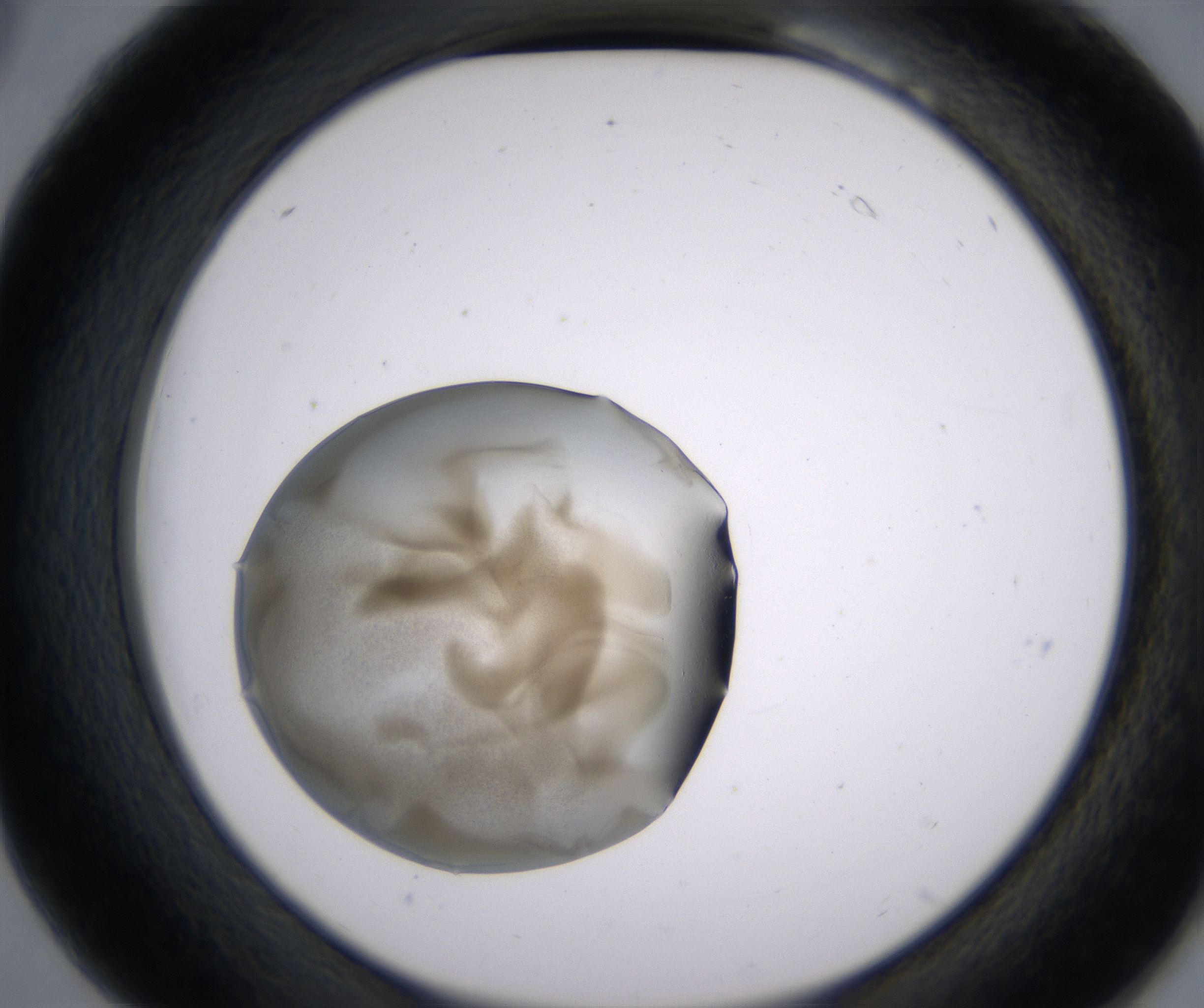 B6_HighResolution_Precipitate_2.jpg