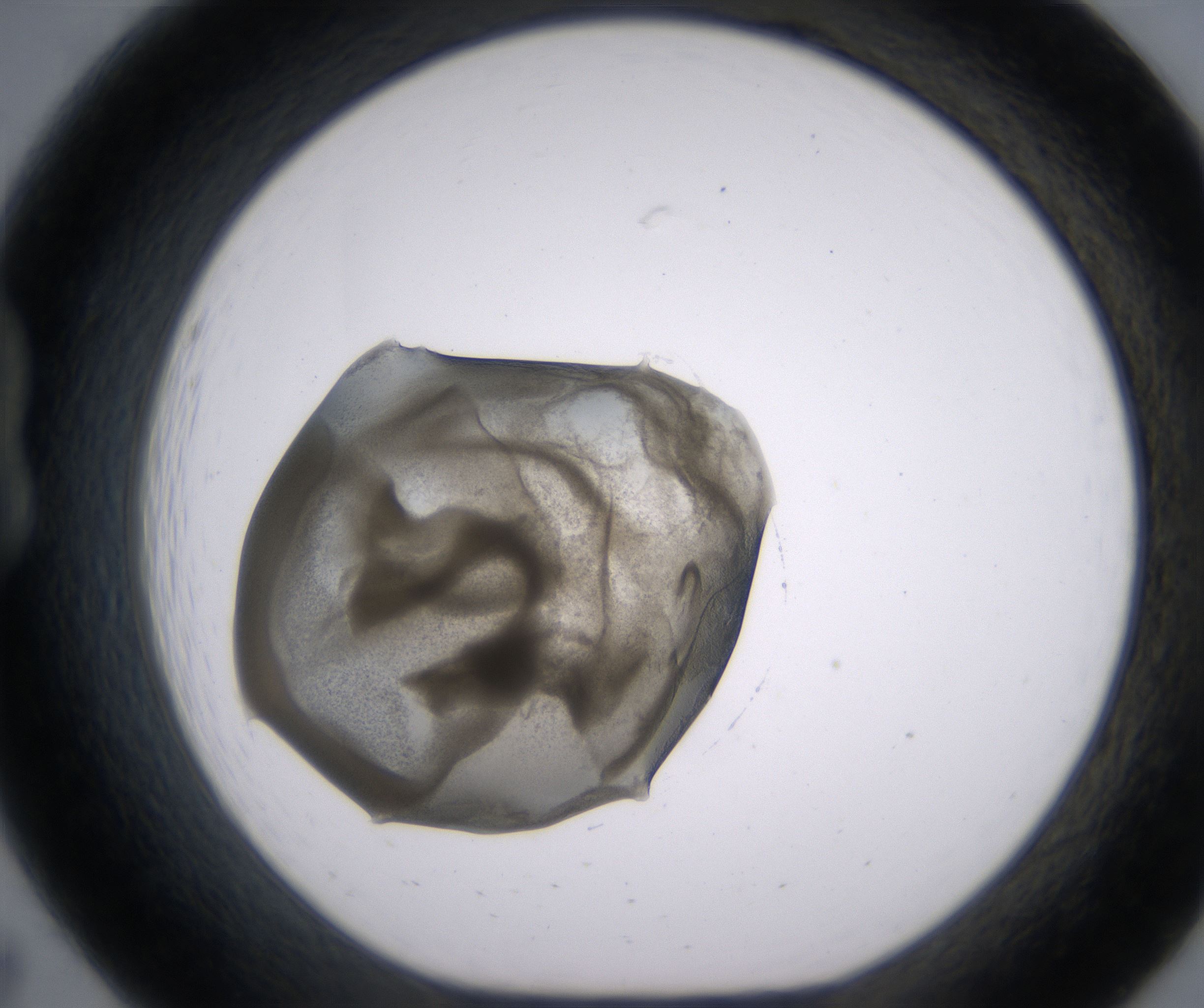 B7_HighResolution_Precipitate_1.jpg
