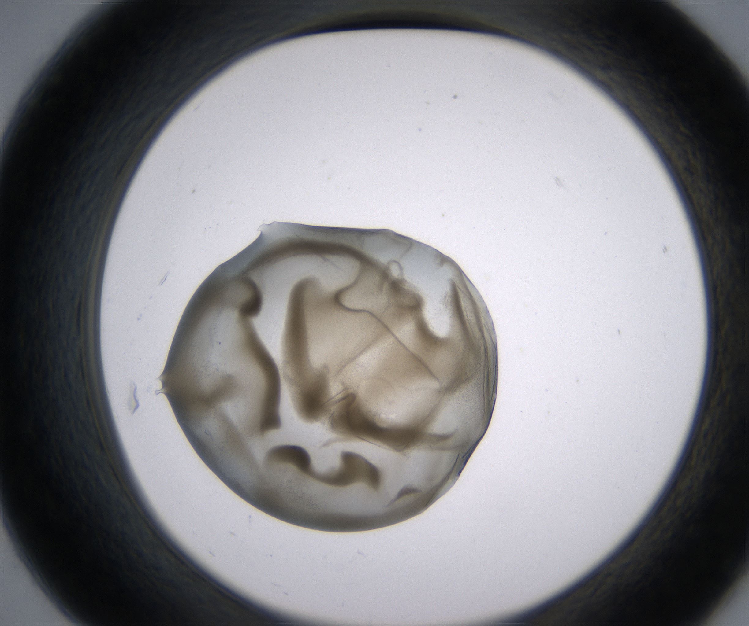 B7_HighResolution_Precipitate_2.jpg