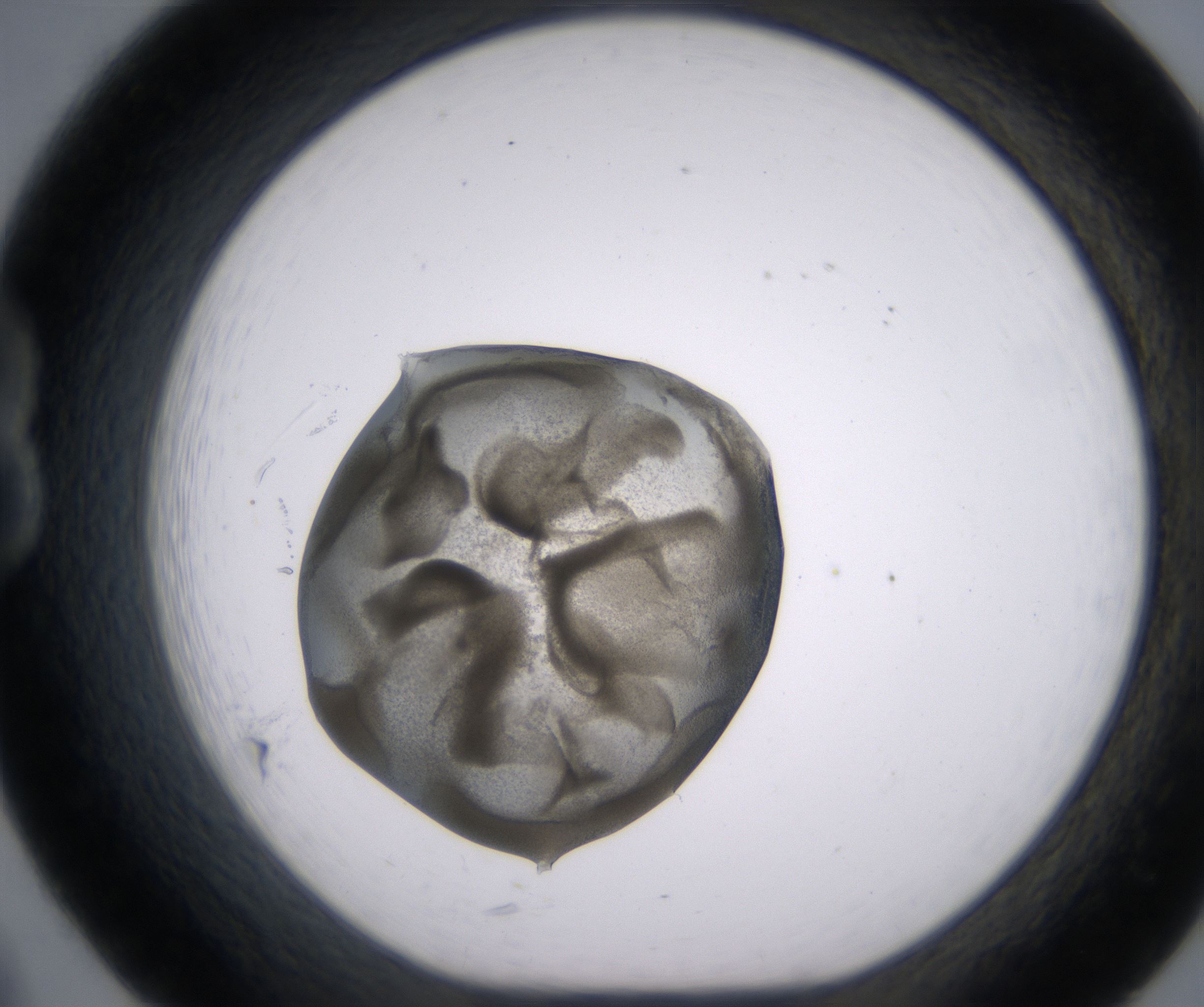 B8_HighResolution_Precipitate_1.jpg