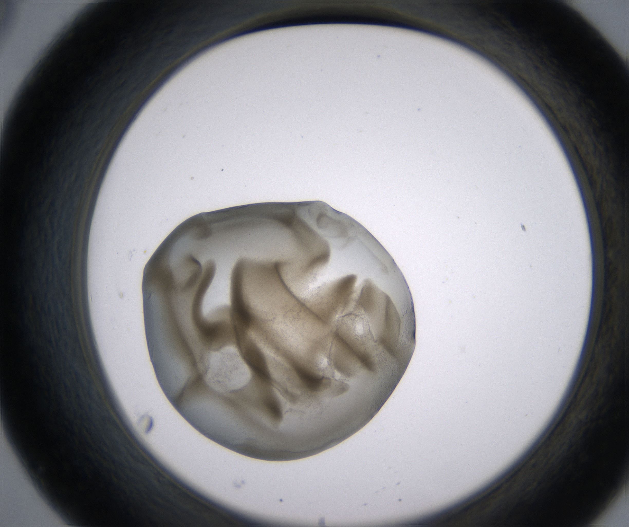 B8_HighResolution_Precipitate_2.jpg