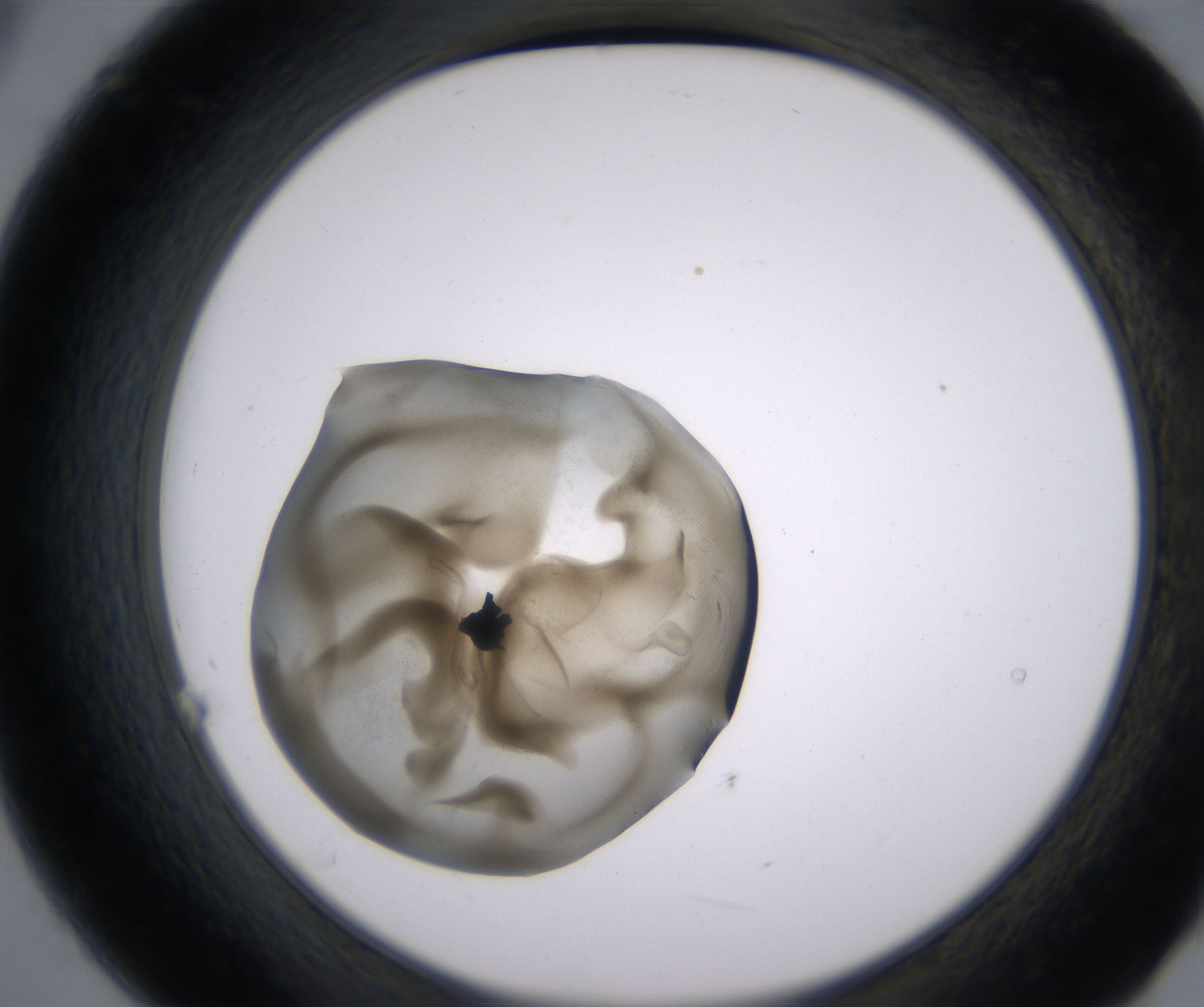 B9_HighResolution_Precipitate_2.jpg