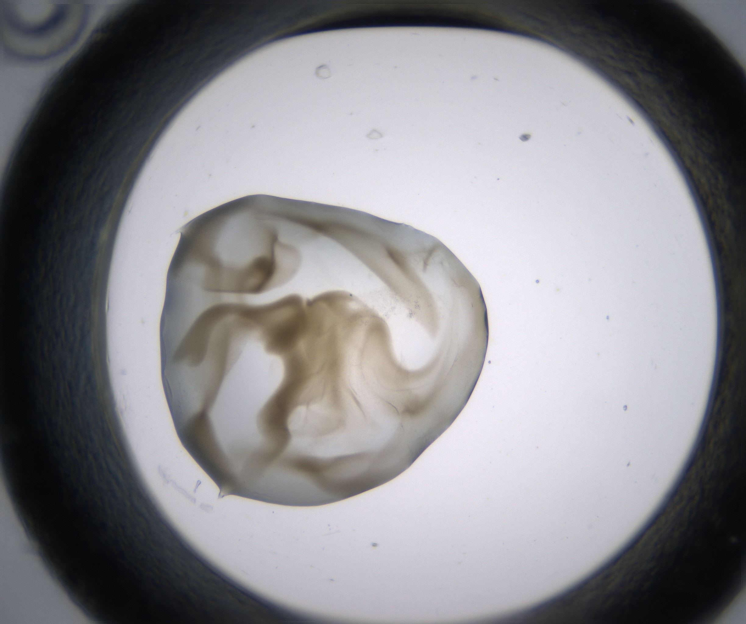 C10_HighResolution_Precipitate_2.jpg