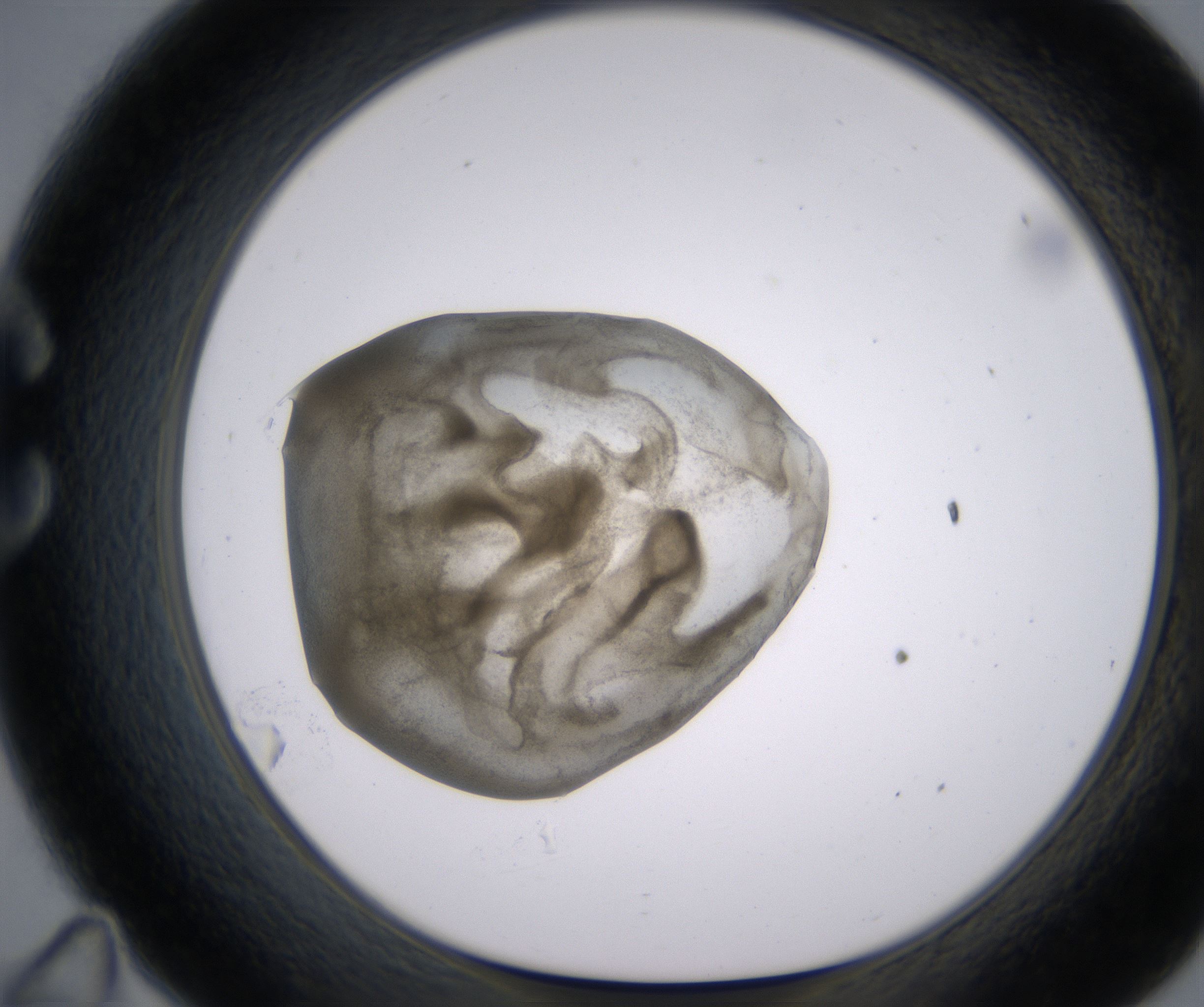 C11_HighResolution_Precipitate_1.jpg