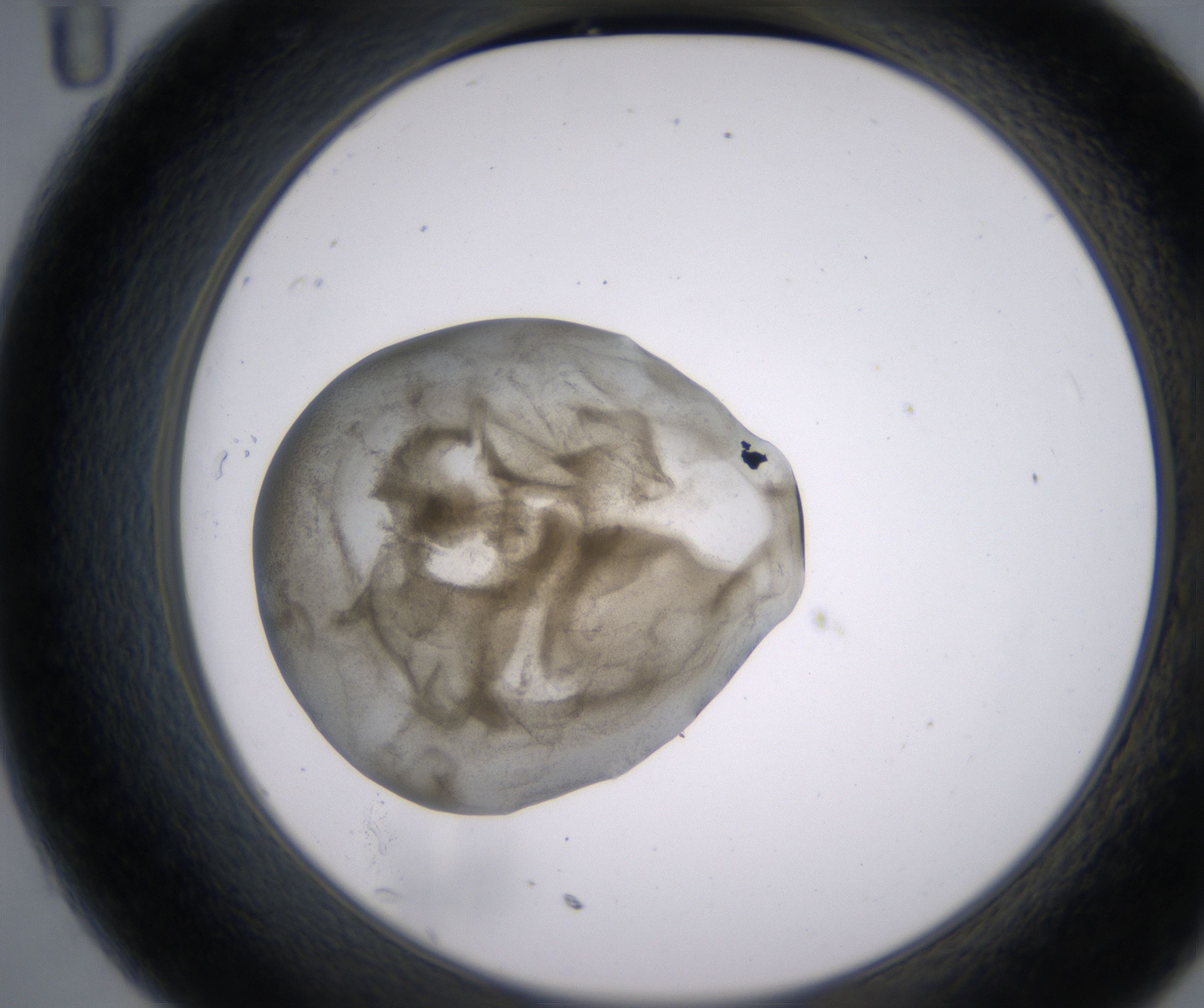 C11_HighResolution_Precipitate_2.jpg