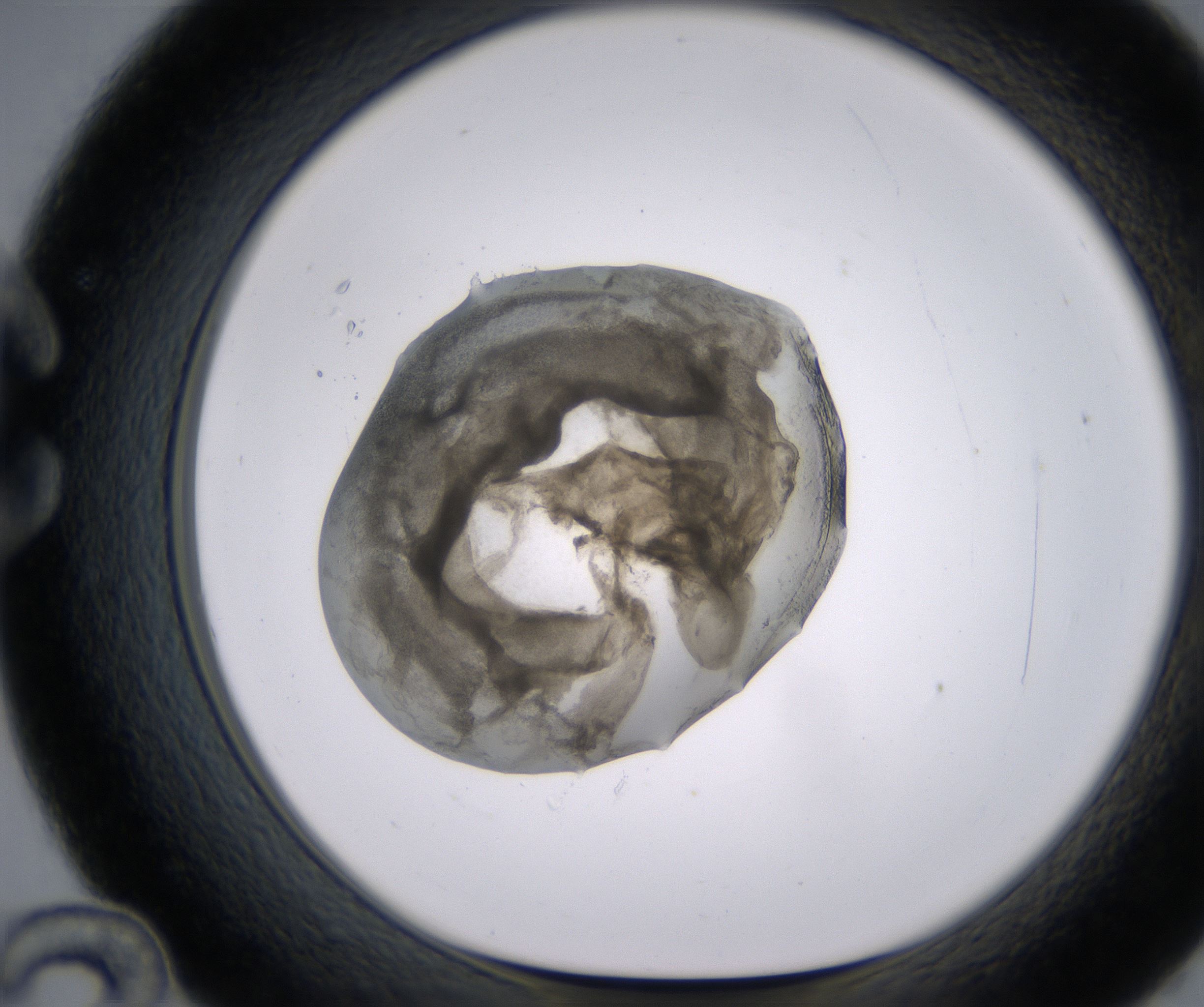 C12_HighResolution_Precipitate_1.jpg