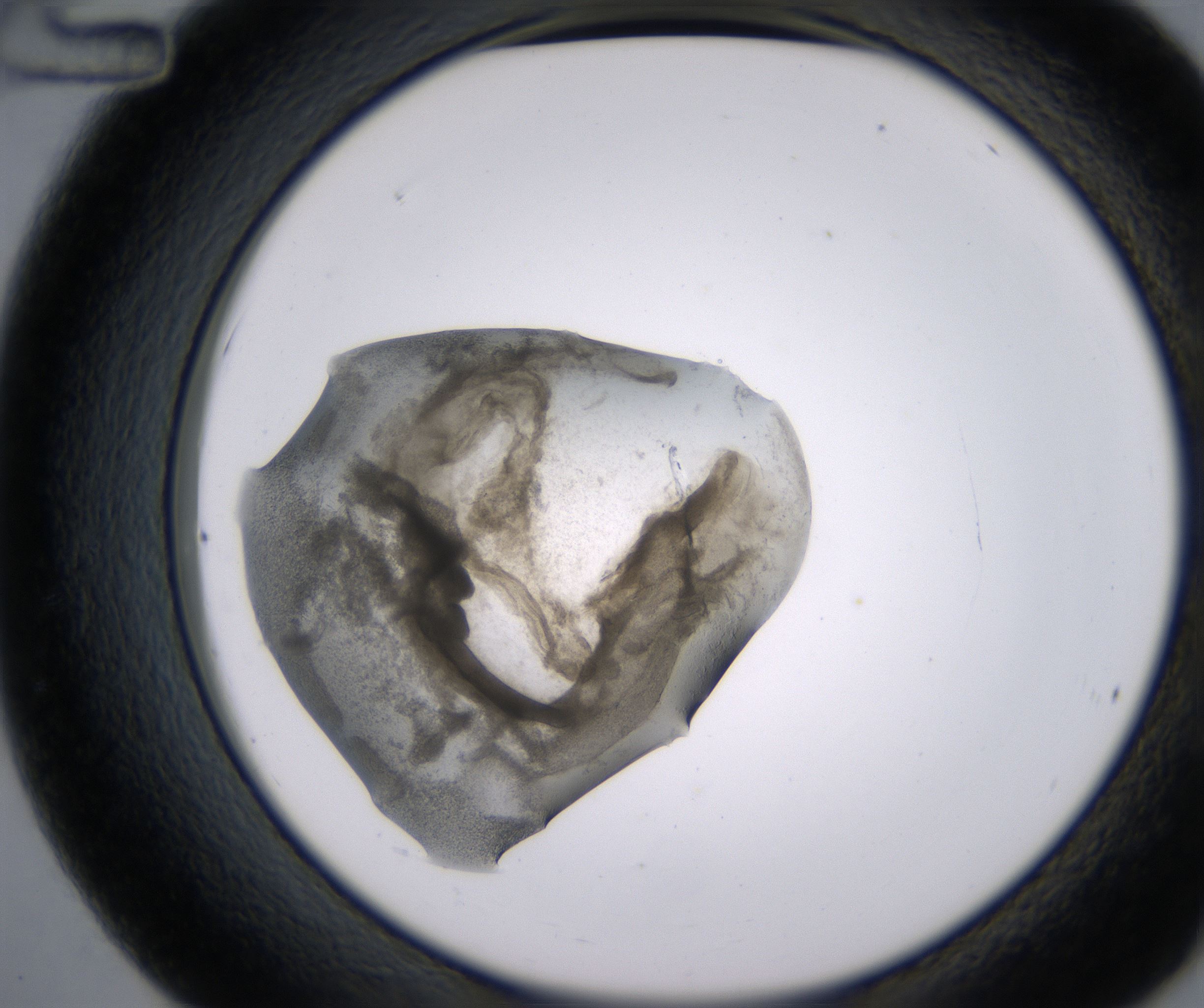 C12_HighResolution_Precipitate_2.jpg