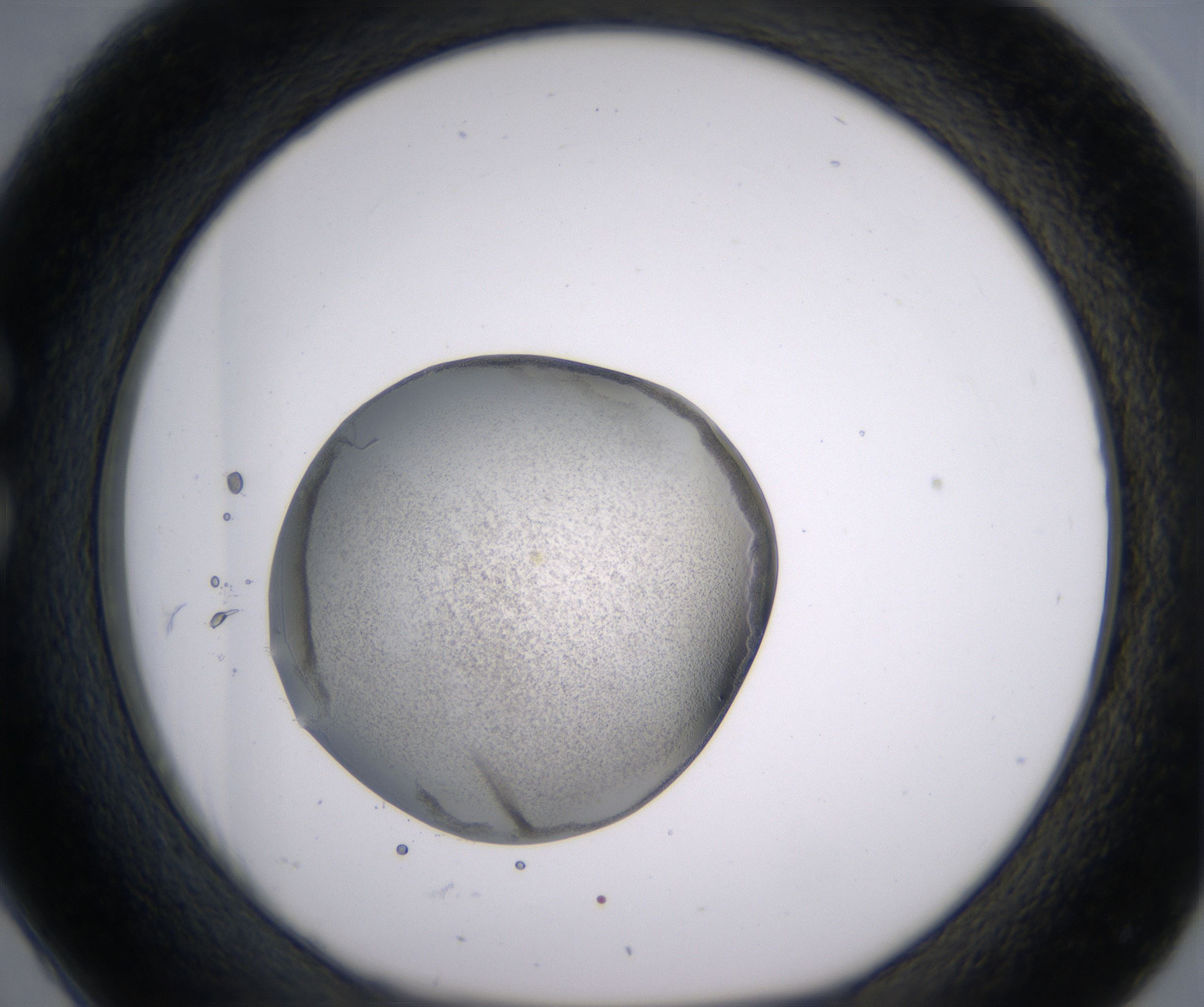 C2_HighResolution_Precipitate_1.jpg