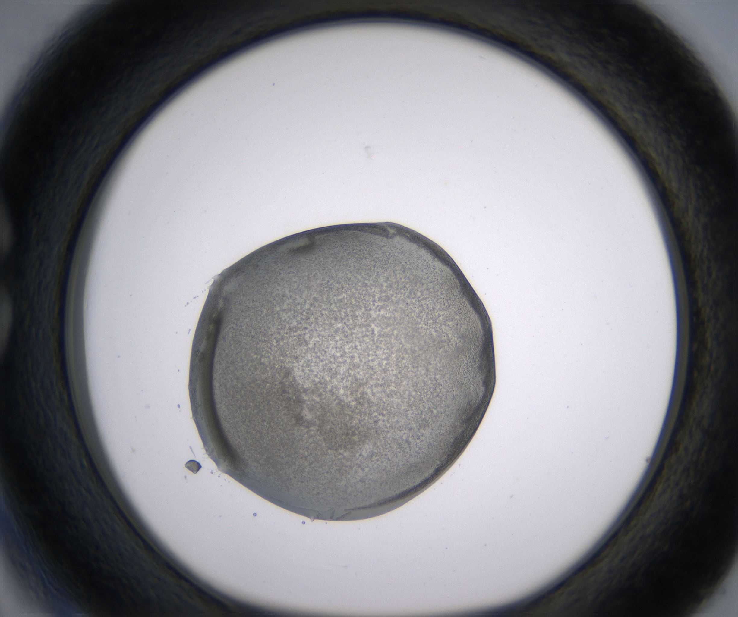 C3_HighResolution_Precipitate_1.jpg