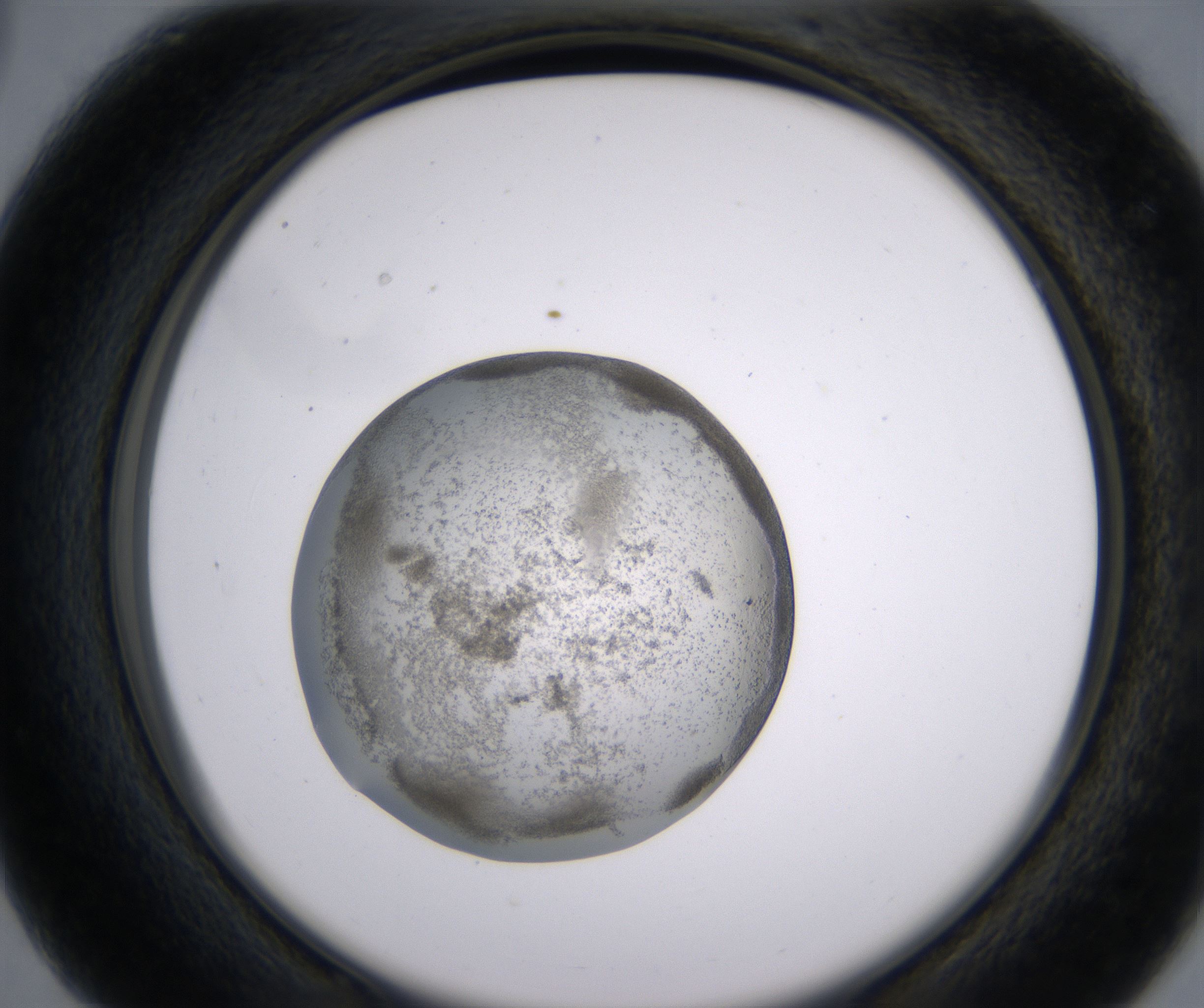 C3_HighResolution_Precipitate_2.jpg