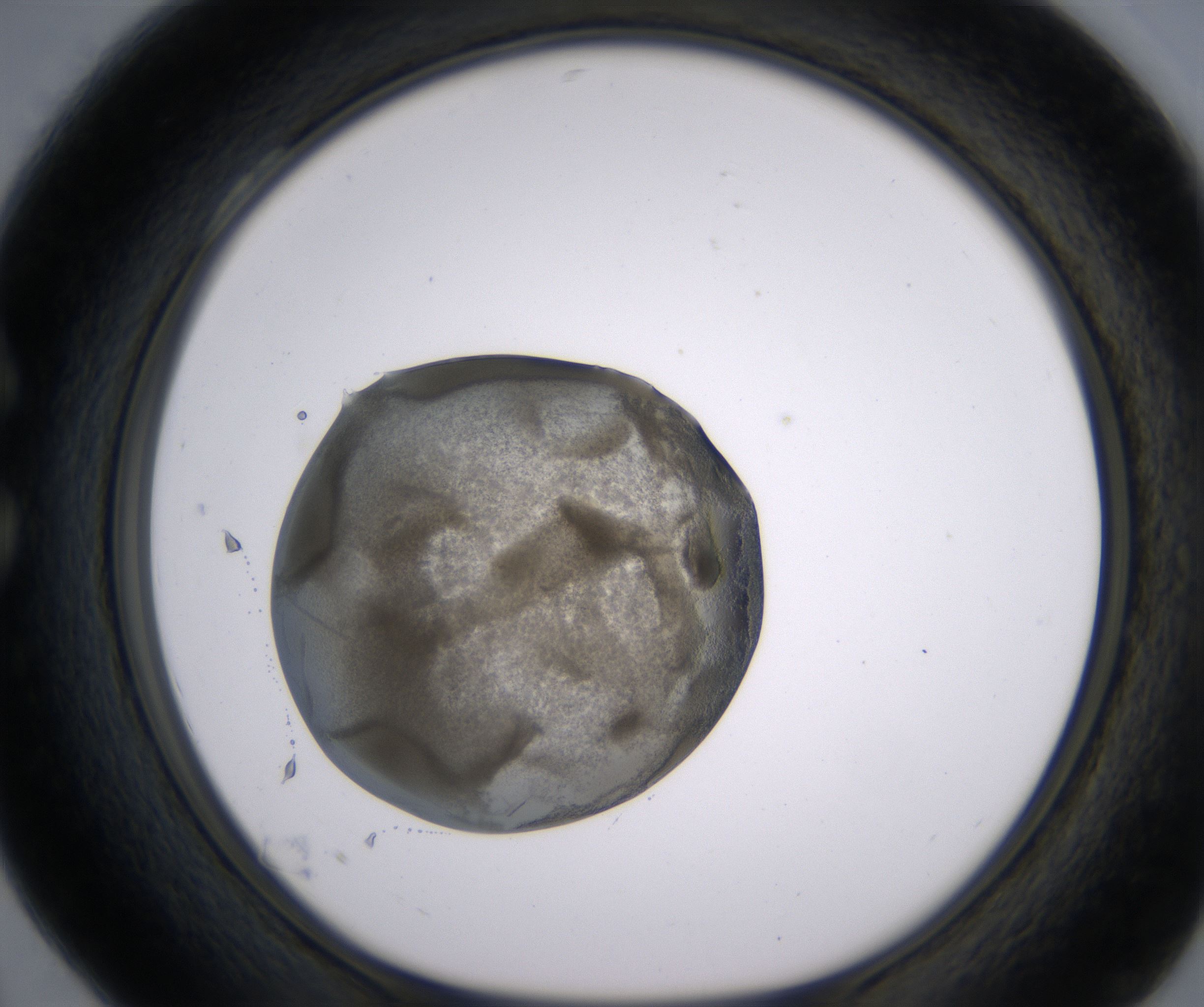 C4_HighResolution_Precipitate_1.jpg