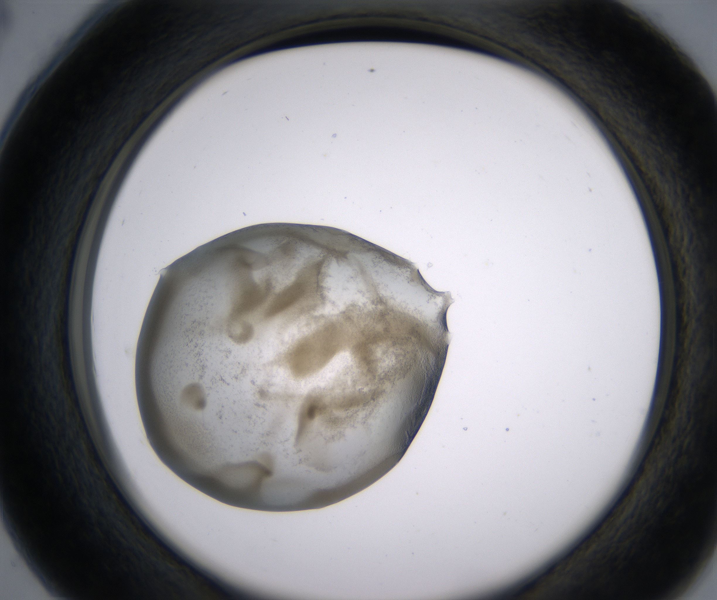 C4_HighResolution_Precipitate_2.jpg