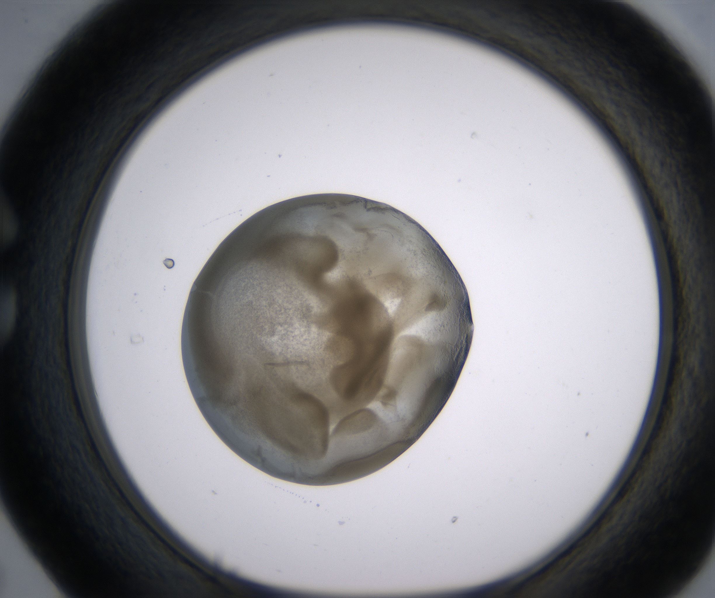 C5_HighResolution_Precipitate_1.jpg