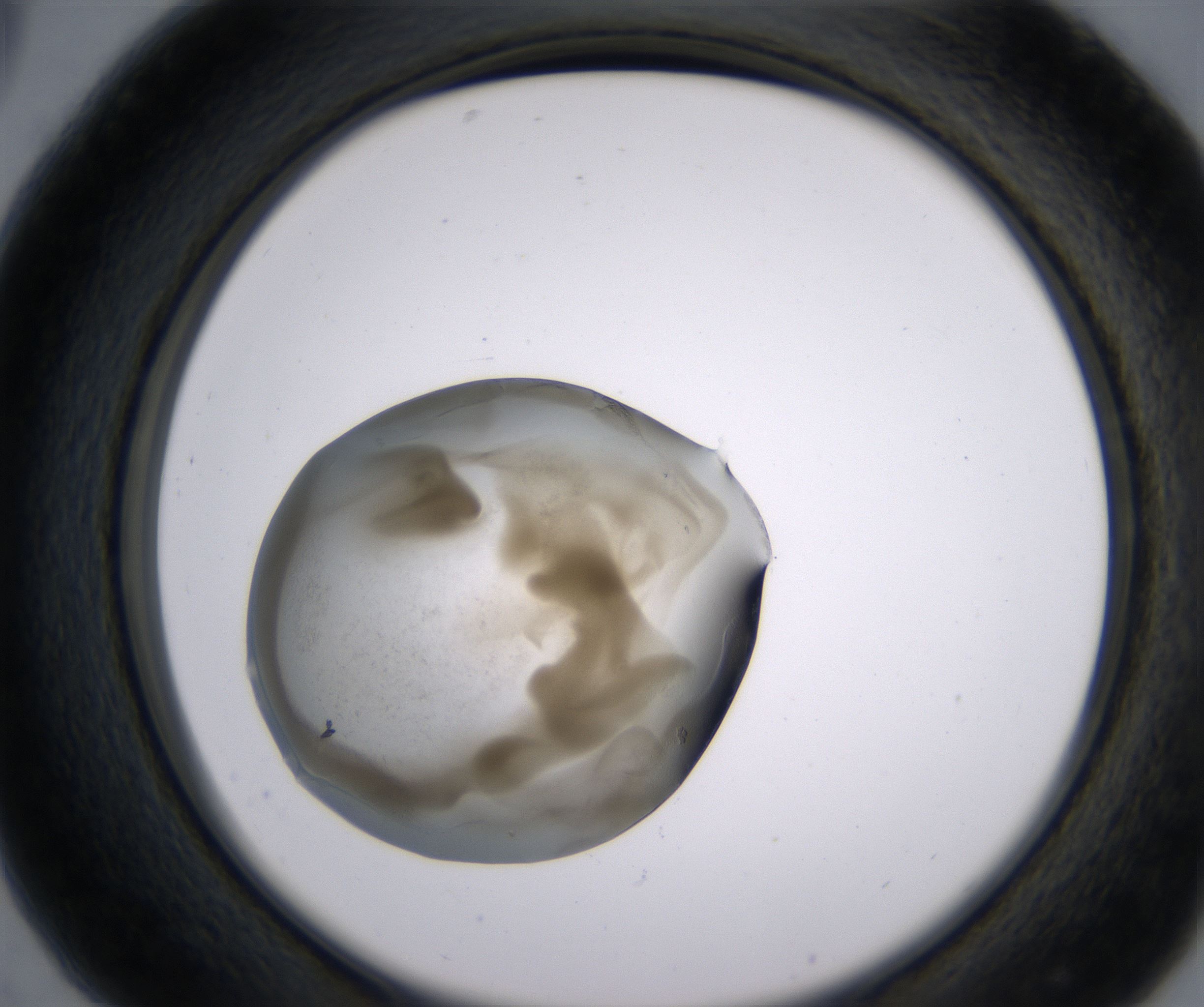 C5_HighResolution_Precipitate_2.jpg