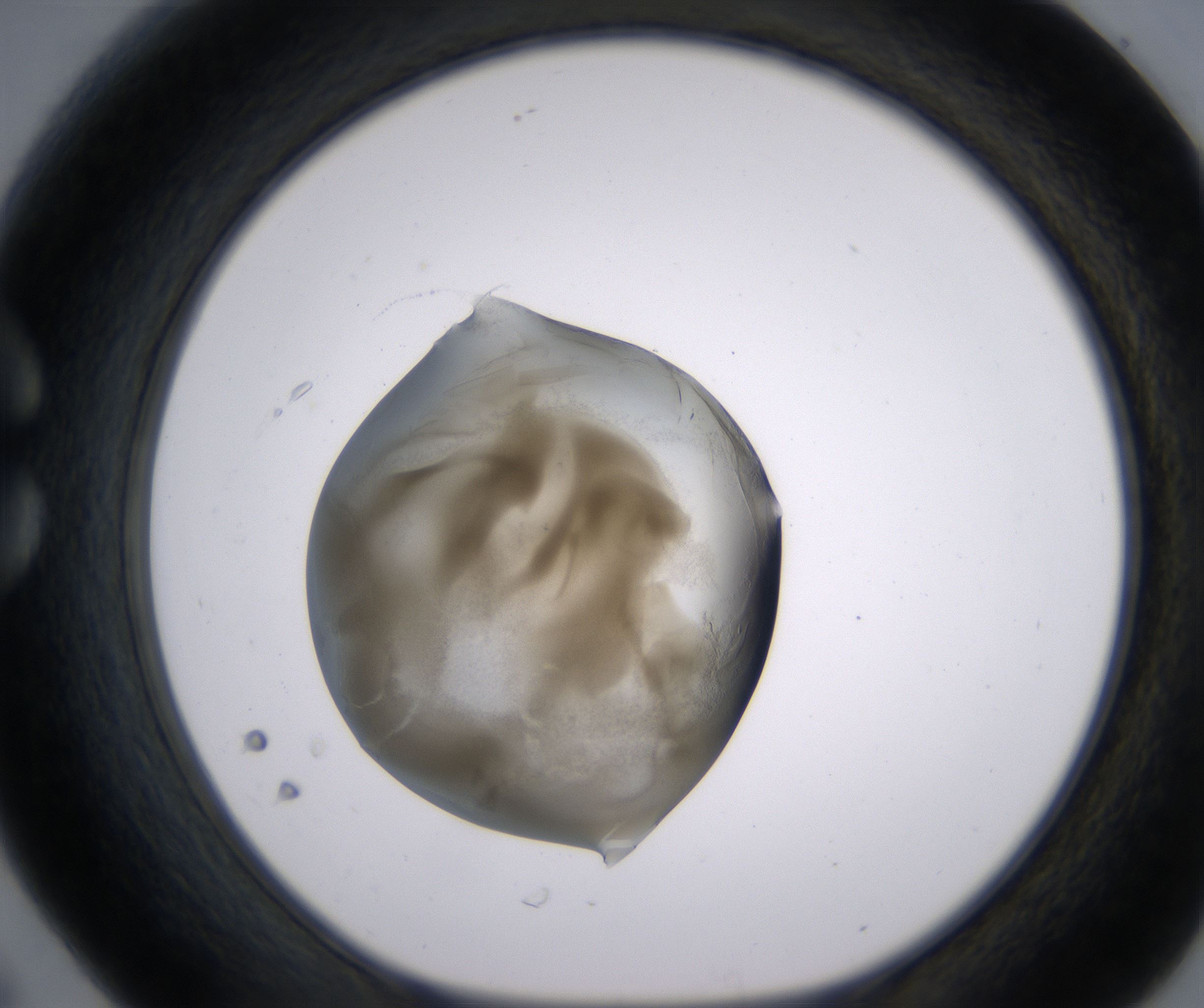 C6_HighResolution_Precipitate_1.jpg