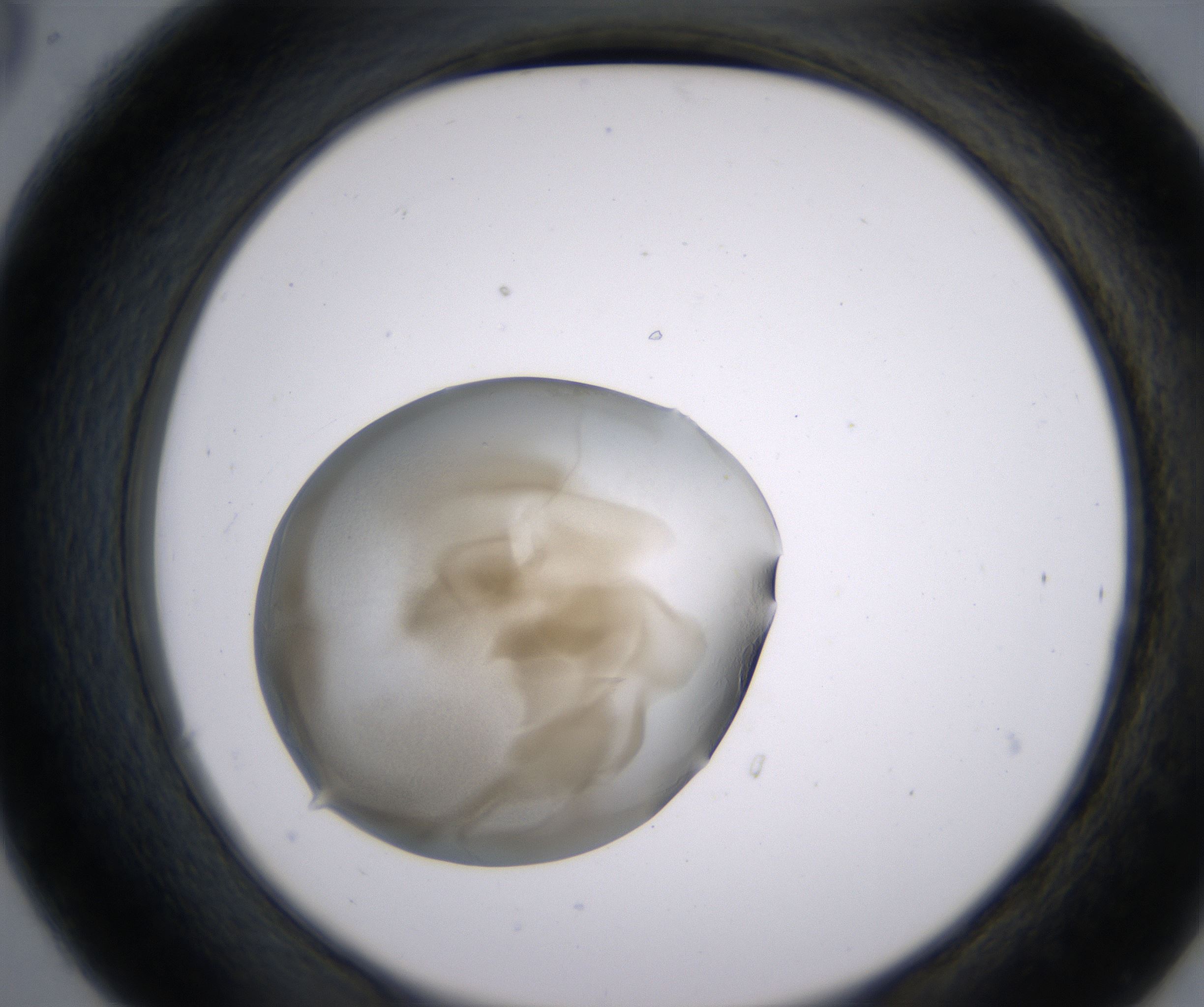 C6_HighResolution_Precipitate_2.jpg