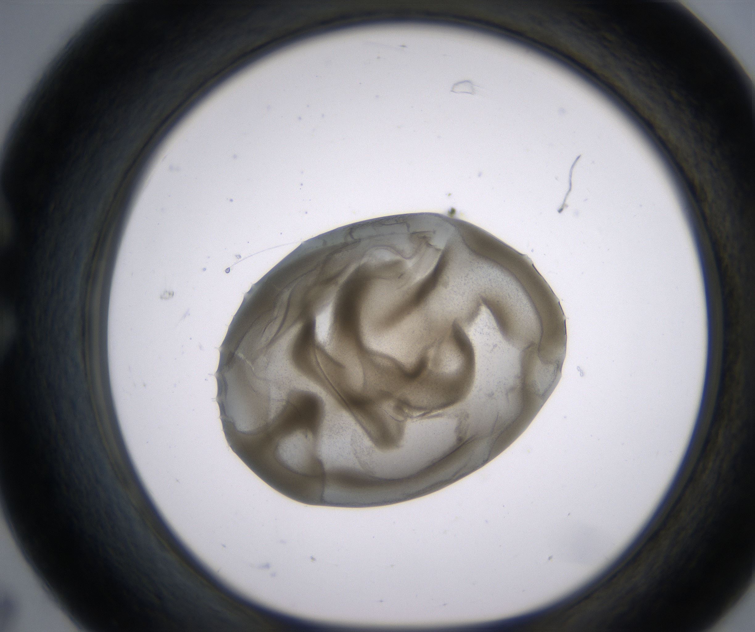 C7_HighResolution_Precipitate_1.jpg