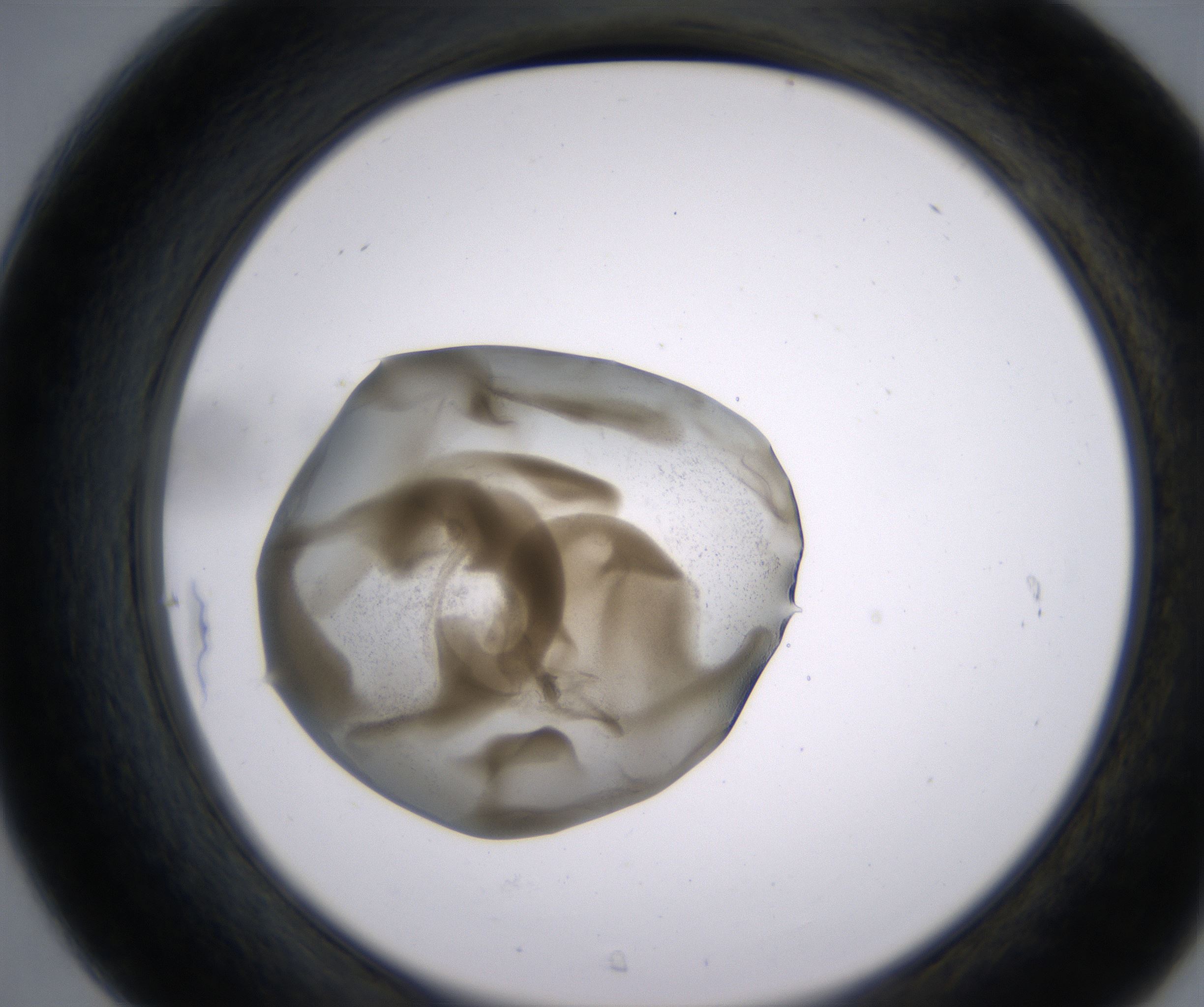 C7_HighResolution_Precipitate_2.jpg