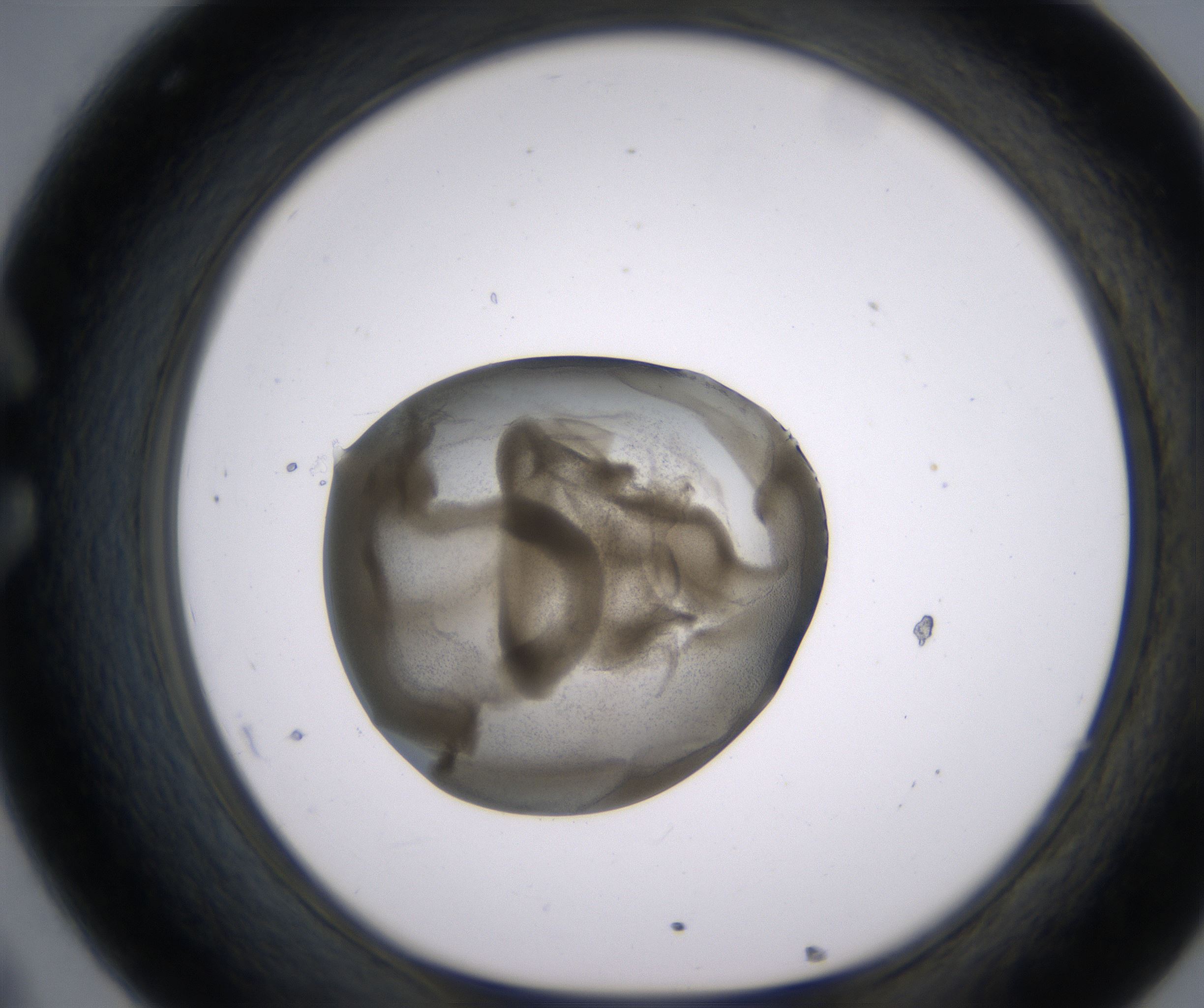 C8_HighResolution_Precipitate_1.jpg