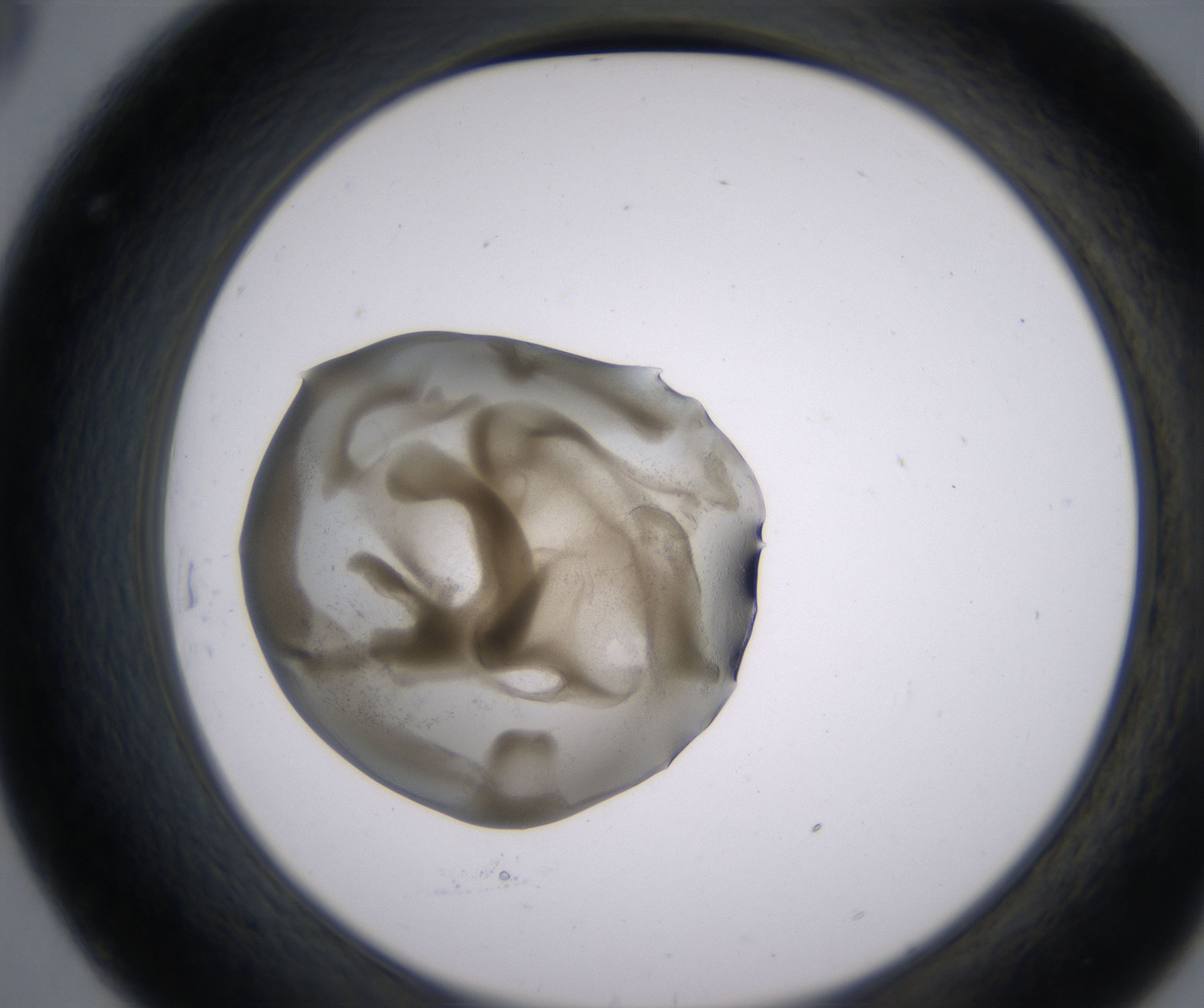 C8_HighResolution_Precipitate_2.jpg