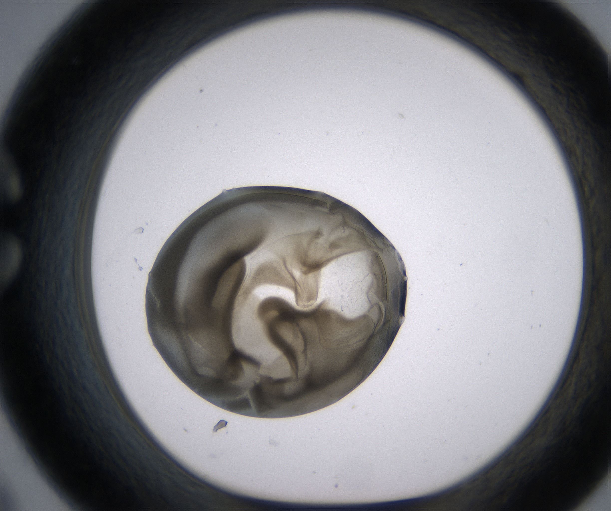 C9_HighResolution_Precipitate_1.jpg
