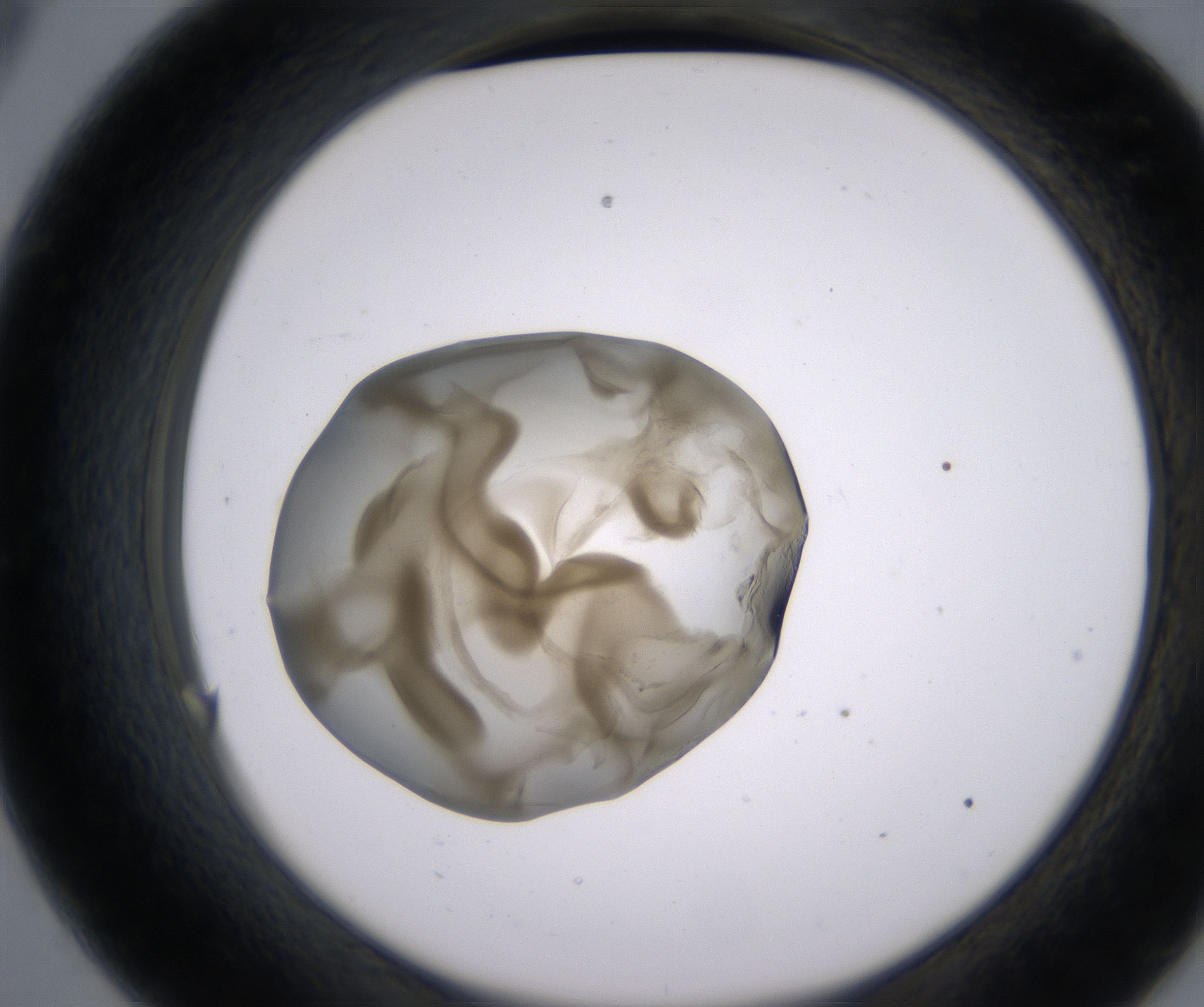 C9_HighResolution_Precipitate_2.jpg