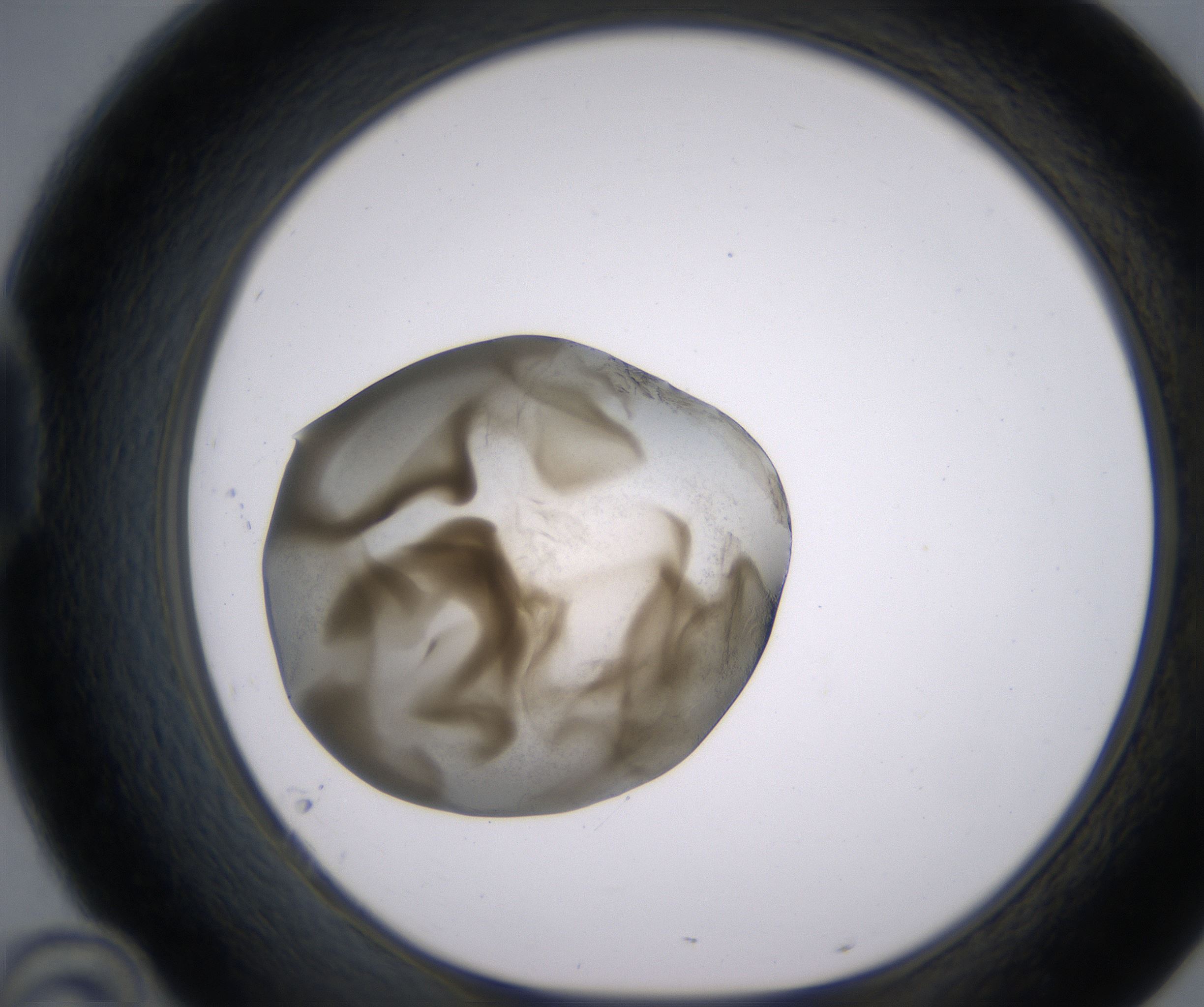 D10_HighResolution_Precipitate_1.jpg