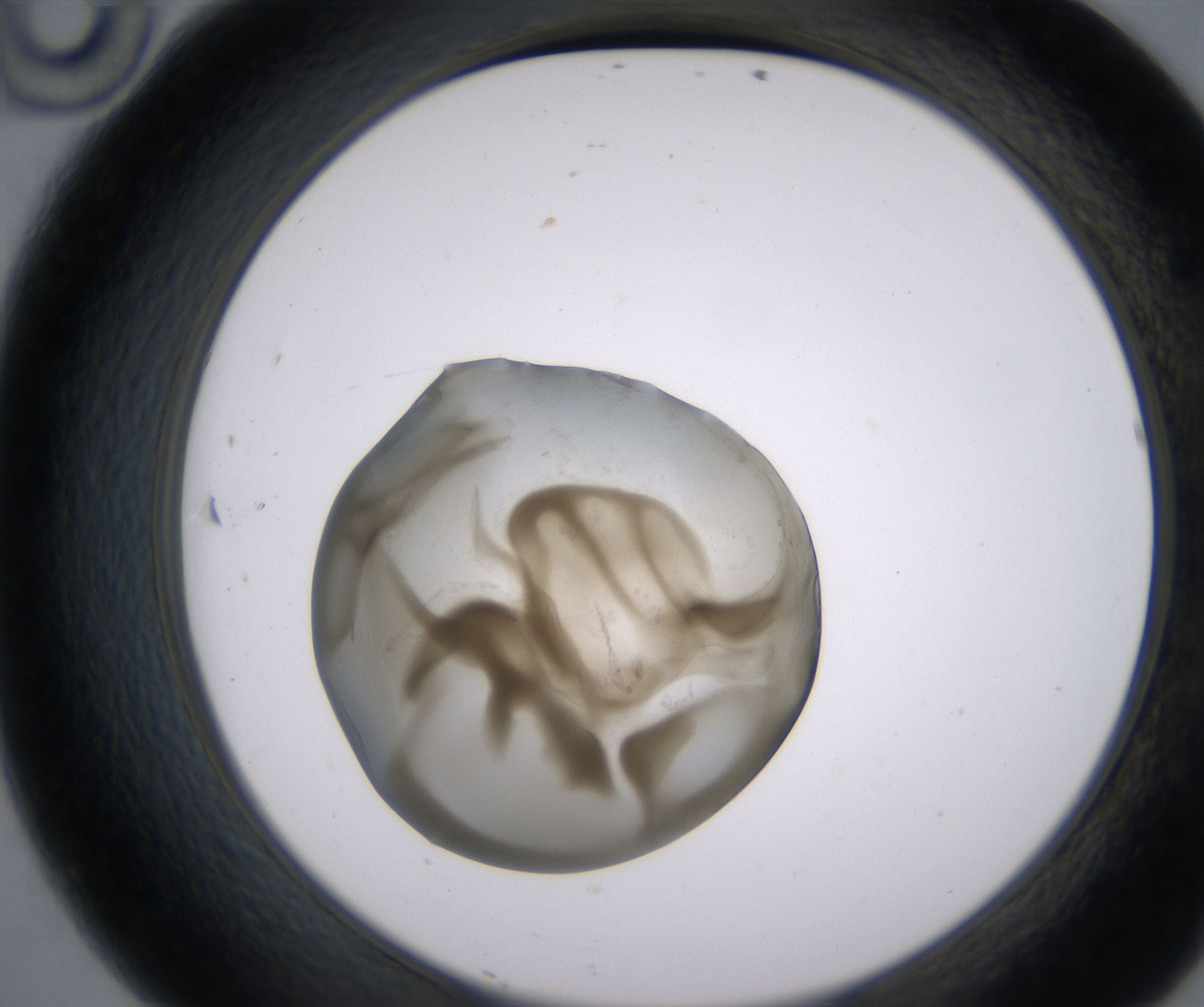 D10_HighResolution_Precipitate_2.jpg