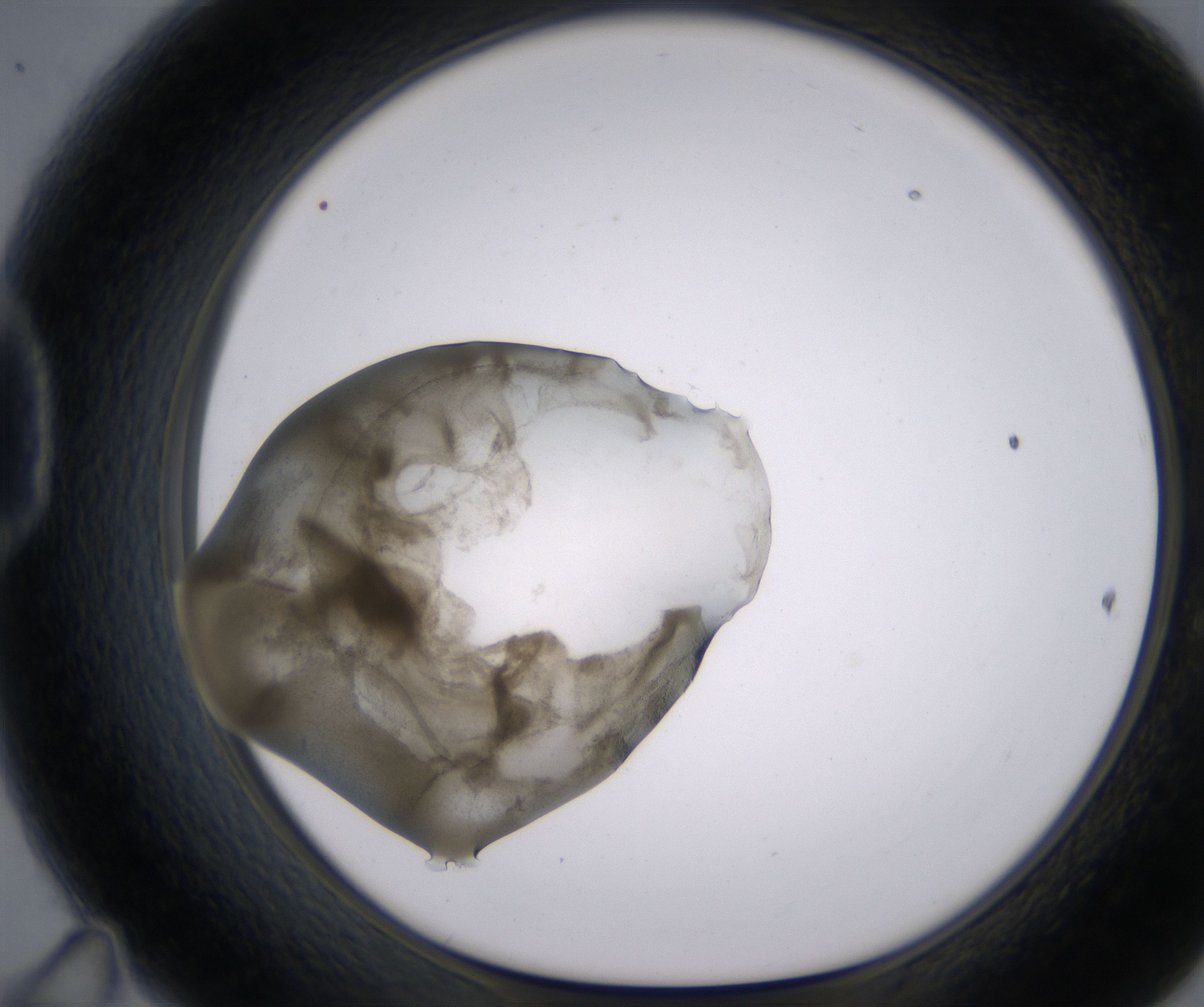 D11_HighResolution_Precipitate_1.jpg