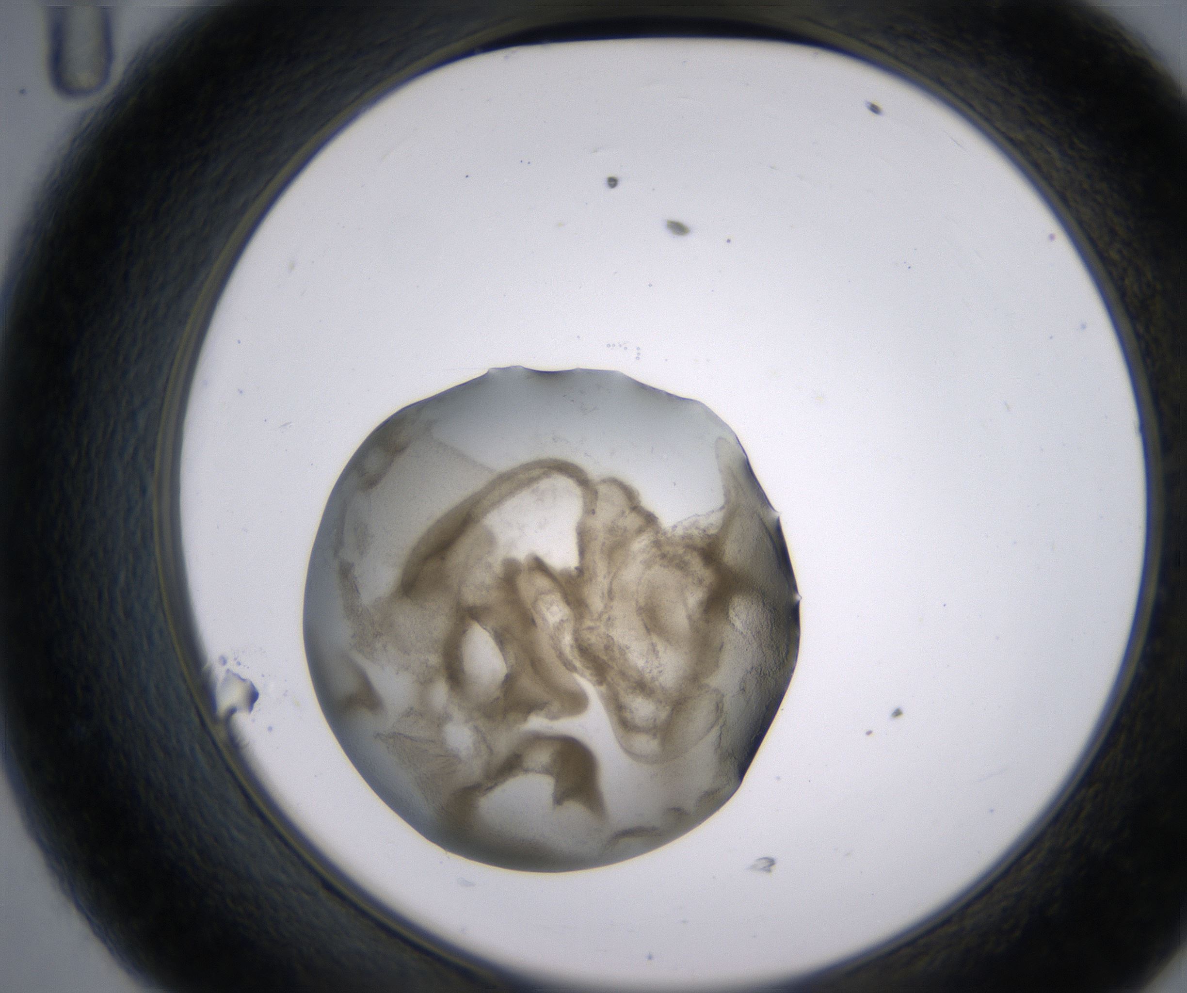 D11_HighResolution_Precipitate_2.jpg