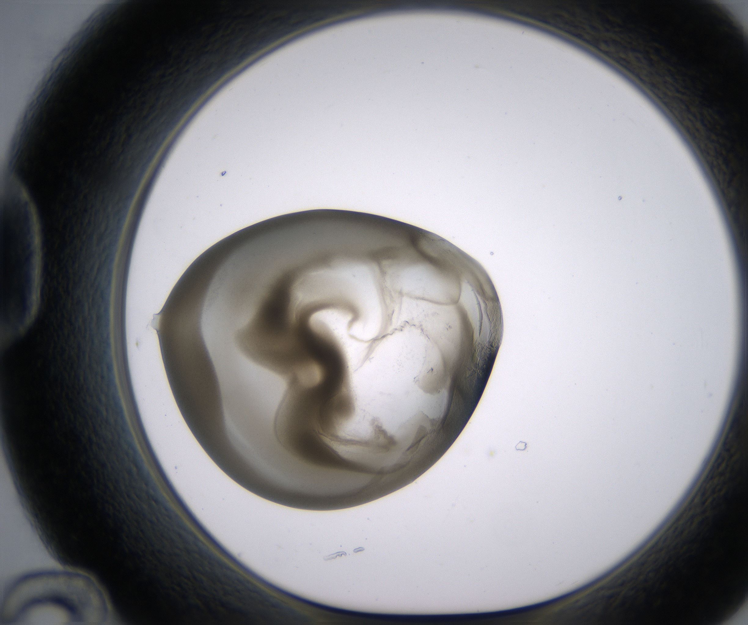 D12_HighResolution_Precipitate_1.jpg