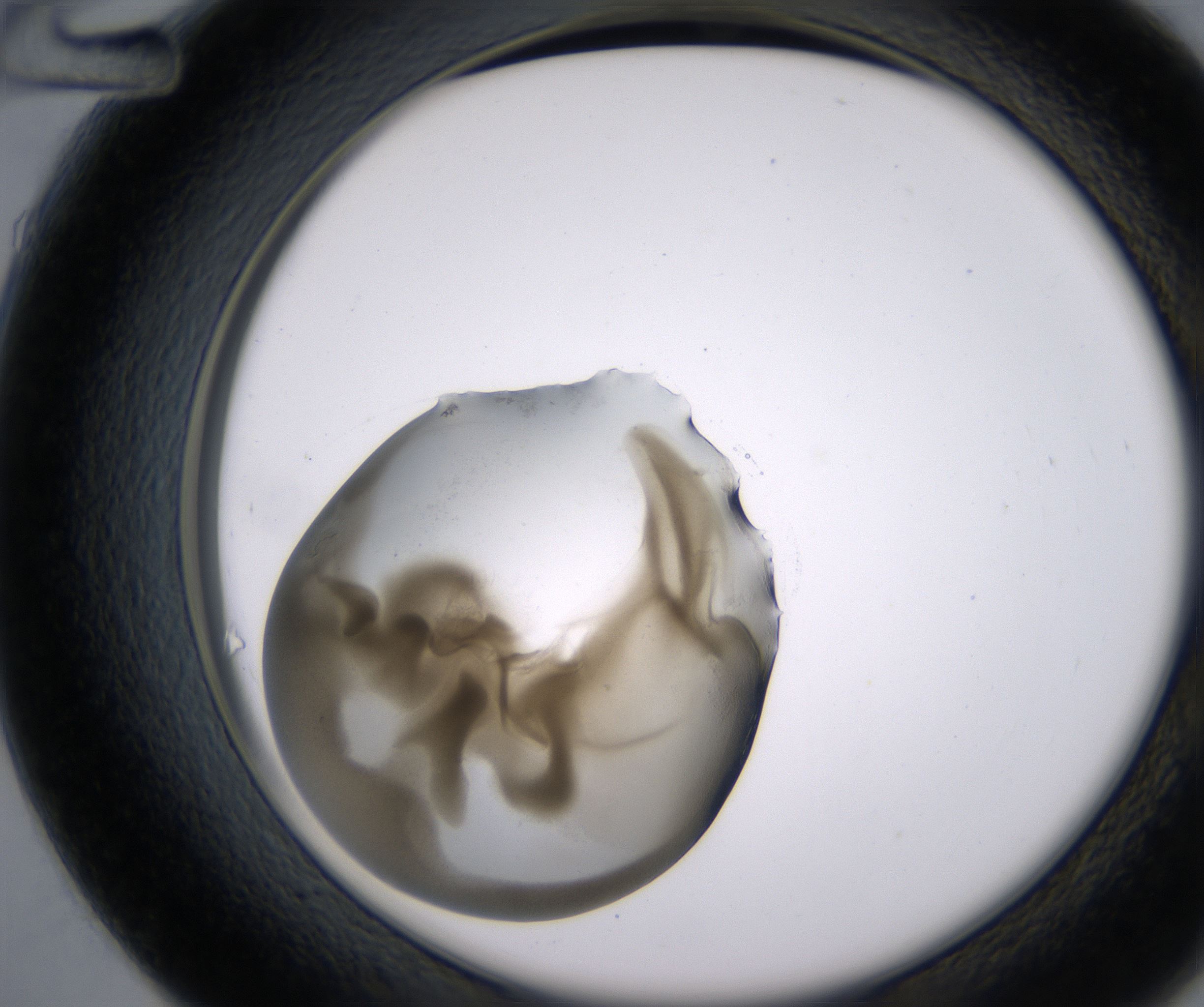 D12_HighResolution_Precipitate_2.jpg