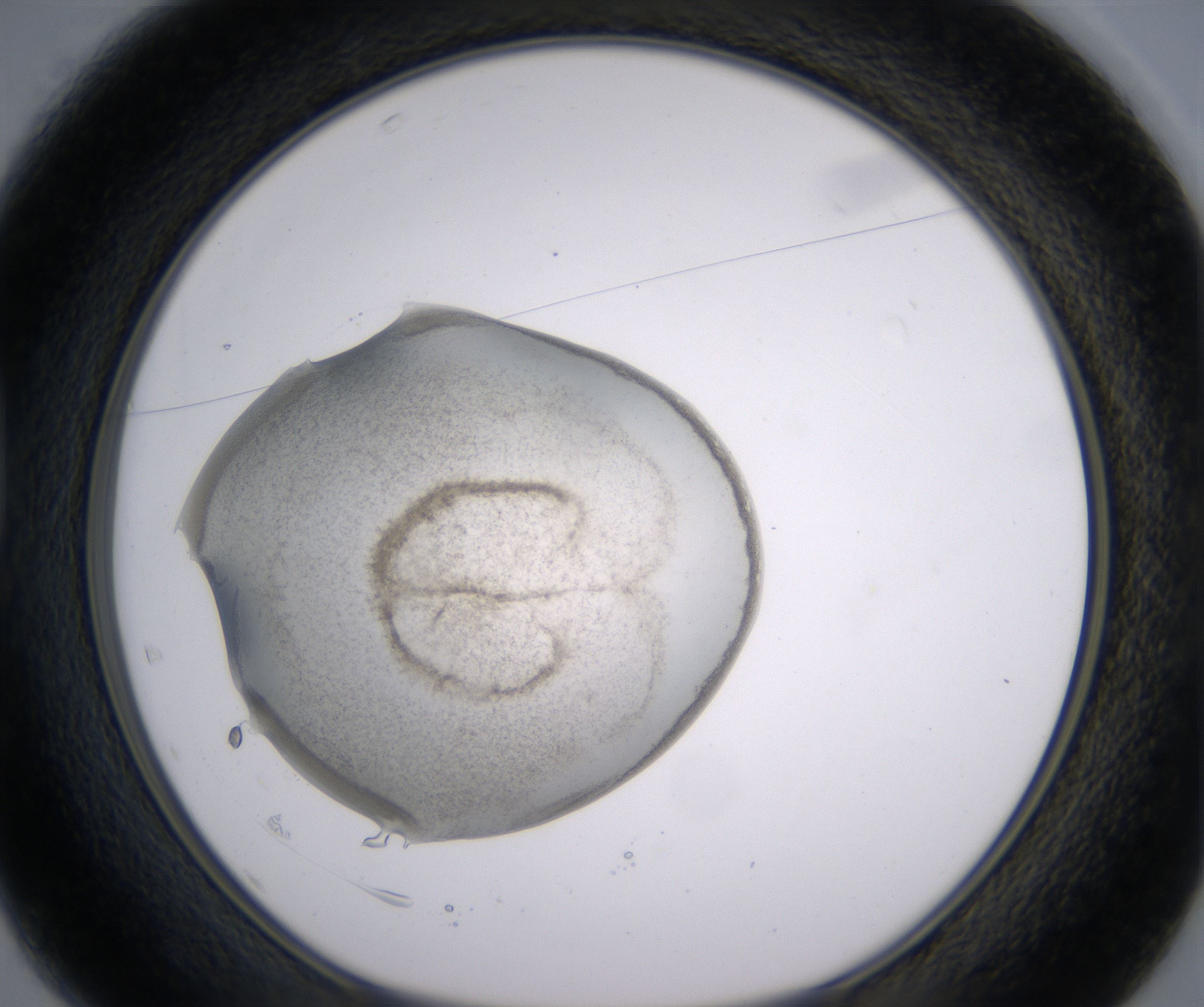 D1_HighResolution_Precipitate_1.jpg