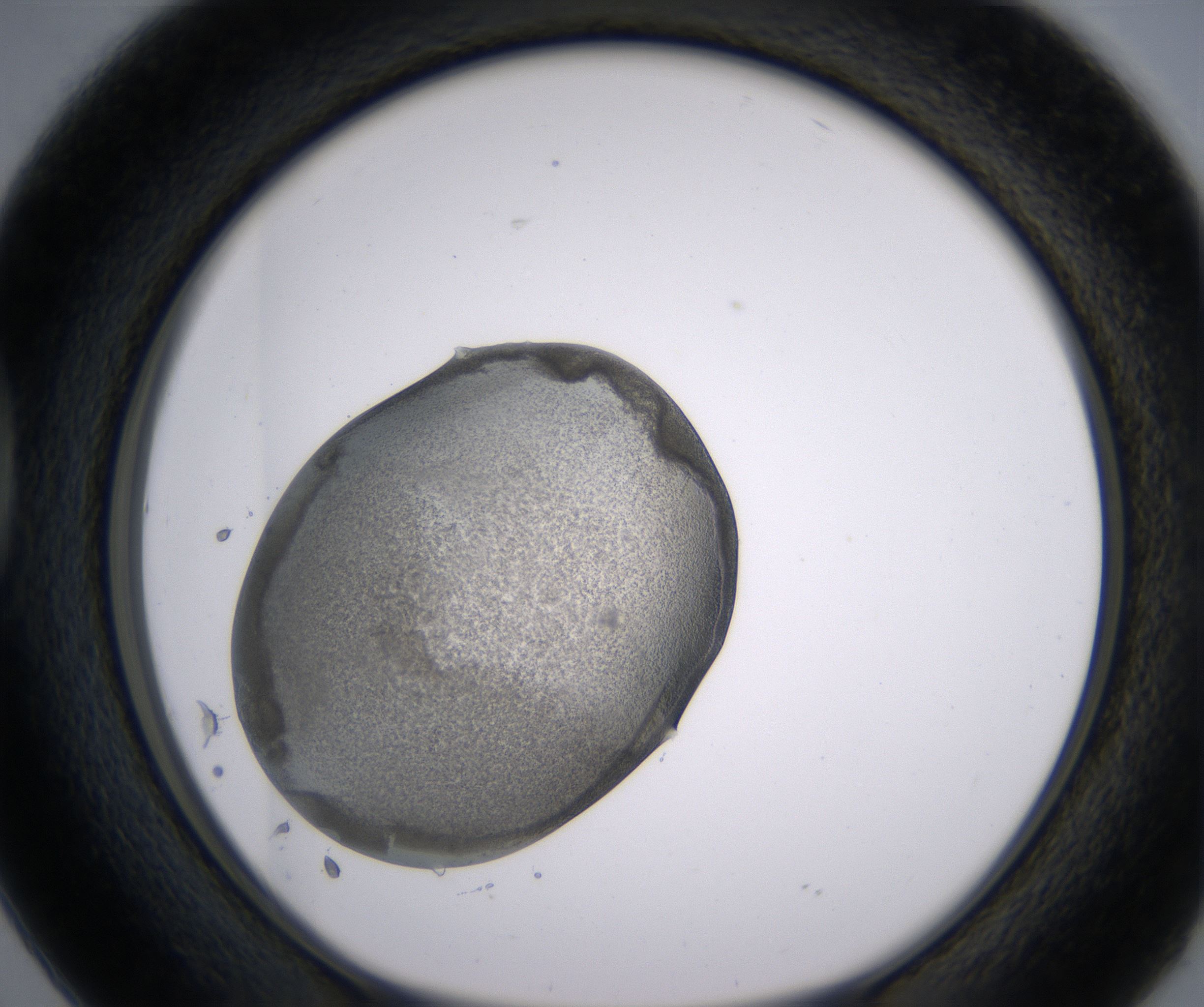 D2_HighResolution_Precipitate_1.jpg