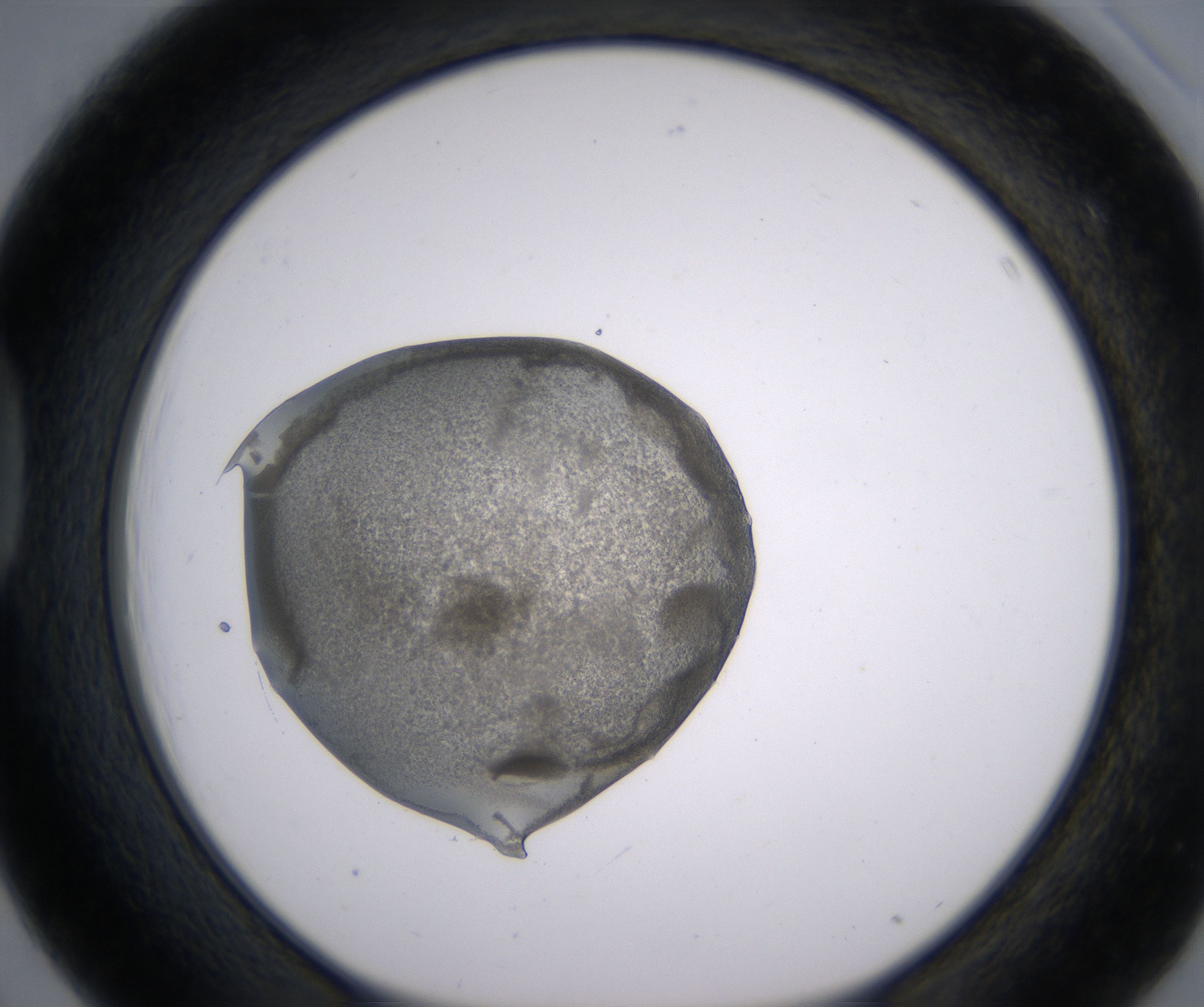 D3_HighResolution_Precipitate_1.jpg