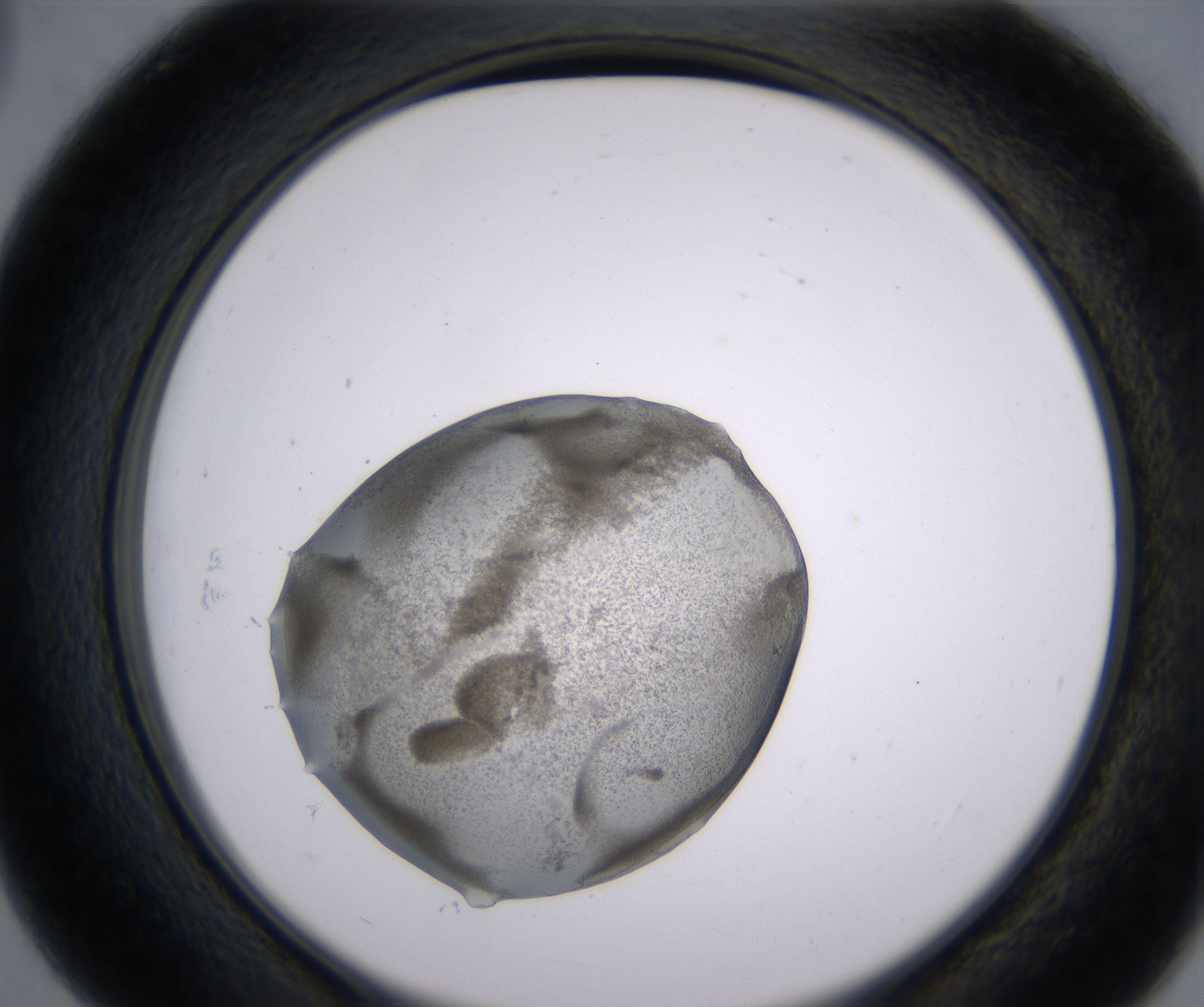 D3_HighResolution_Precipitate_2.jpg
