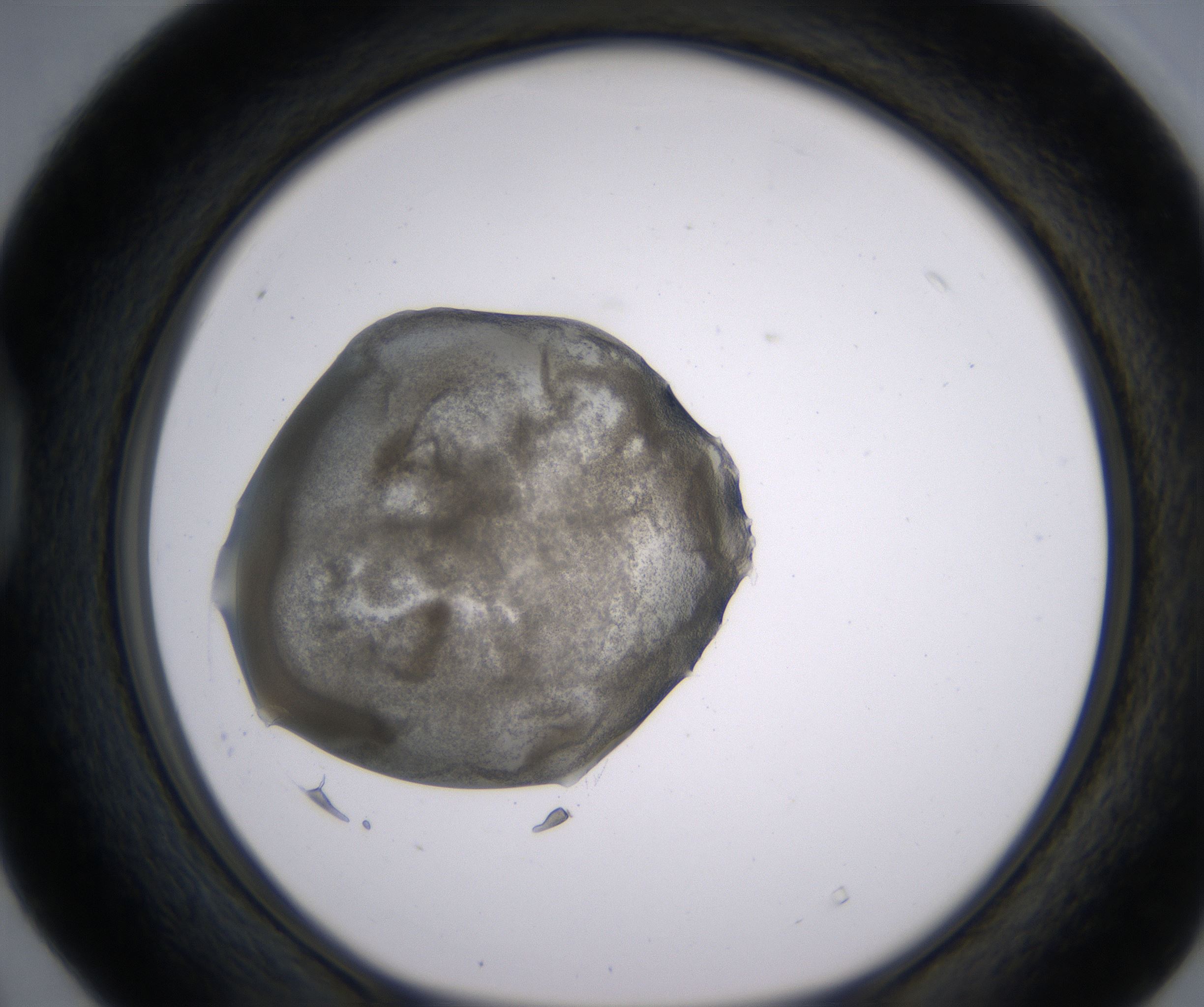D4_HighResolution_Precipitate_1.jpg