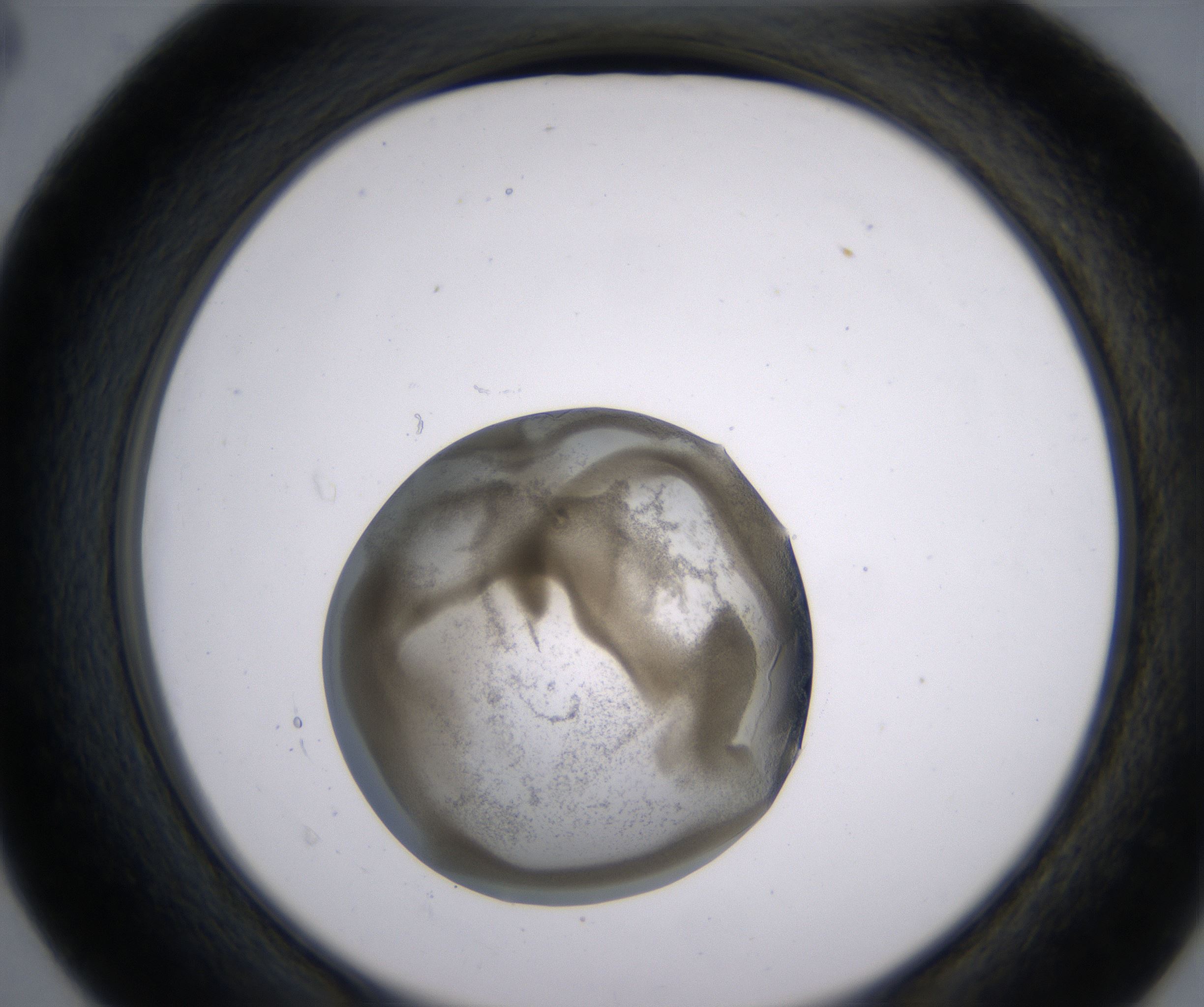 D4_HighResolution_Precipitate_2.jpg